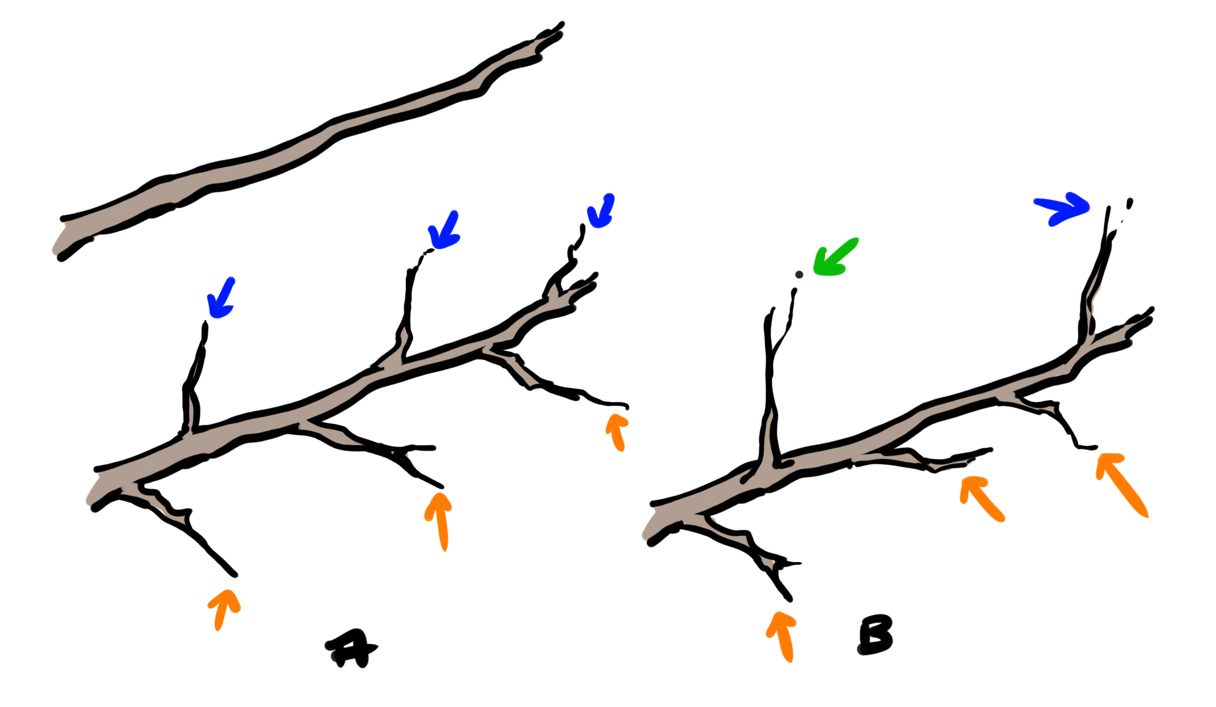 dessiner la structure des ramifications des branches 2