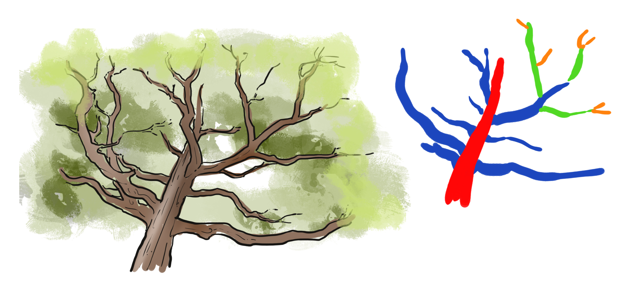 dessiner les ramifications, le tronc et les branches