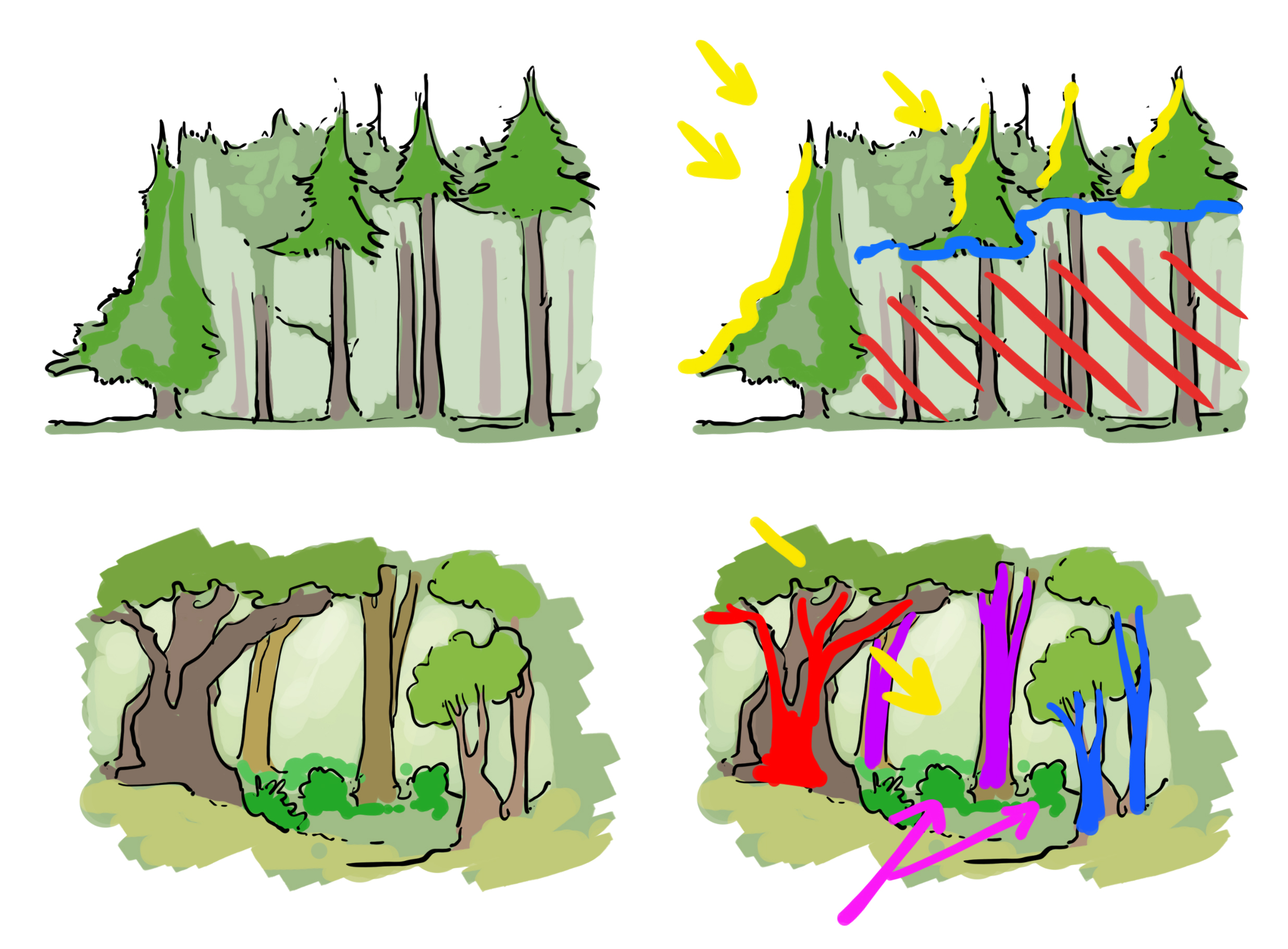 illustration pour comprendre la lumière sur les arbres