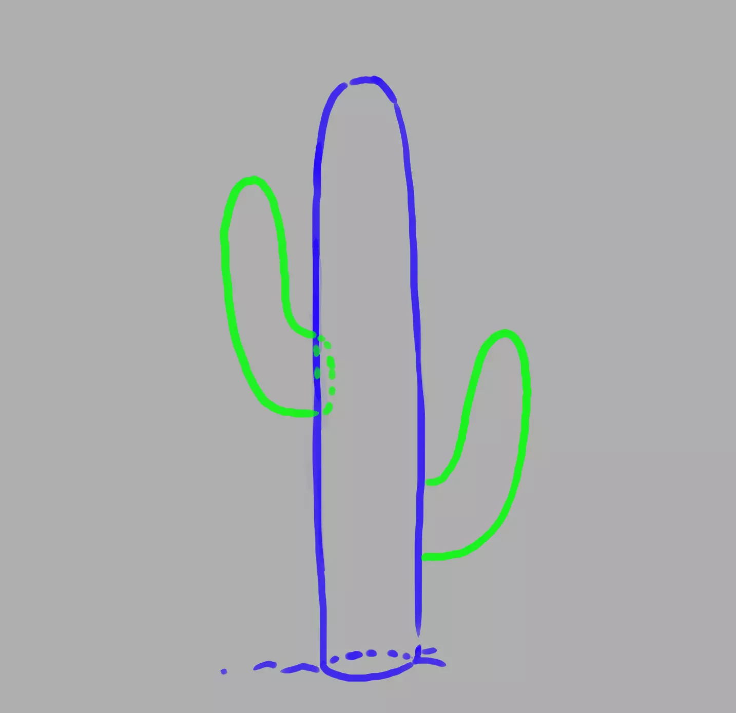 dessin des appendices du cactus