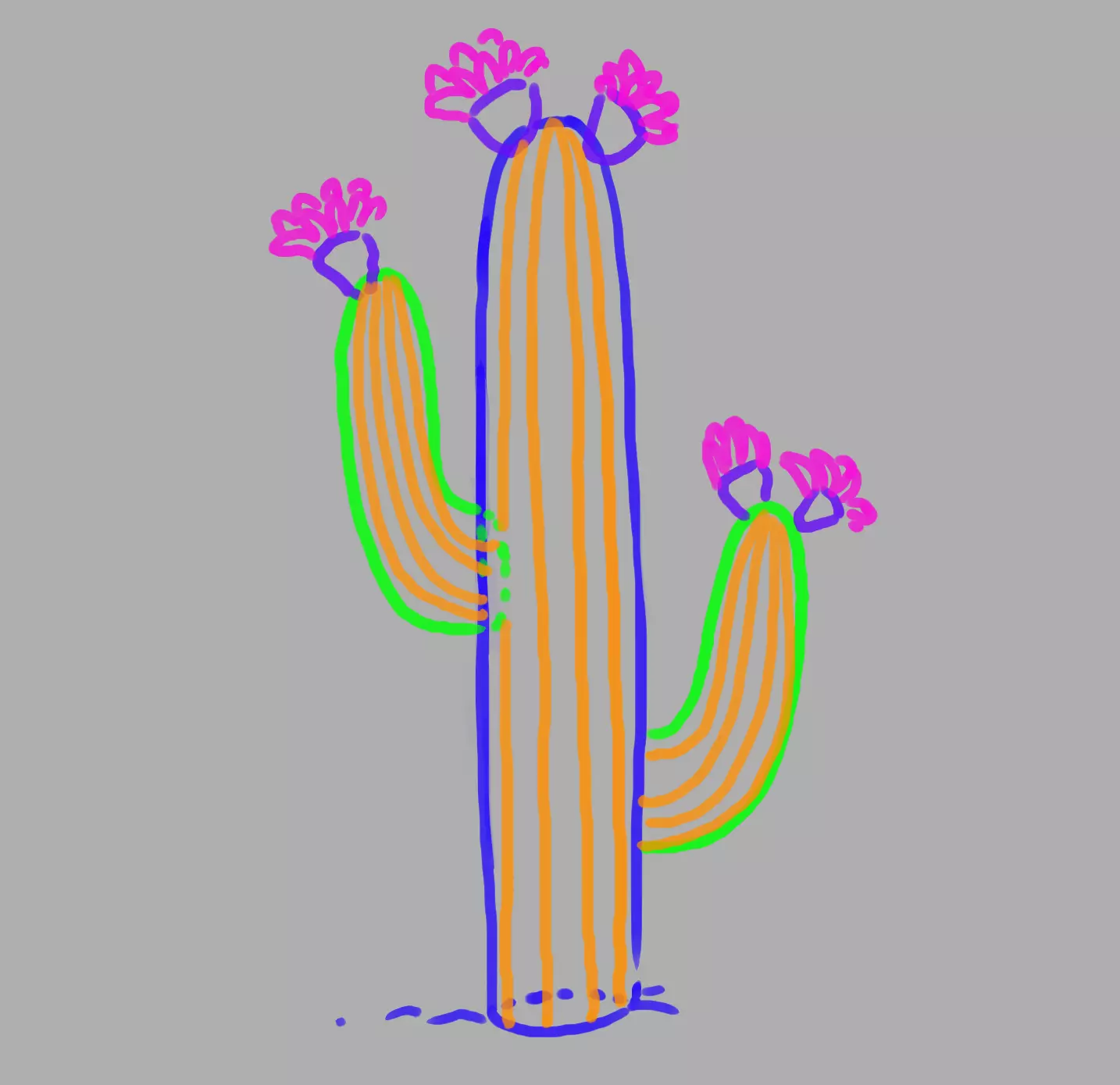 dessin des stries du cactus