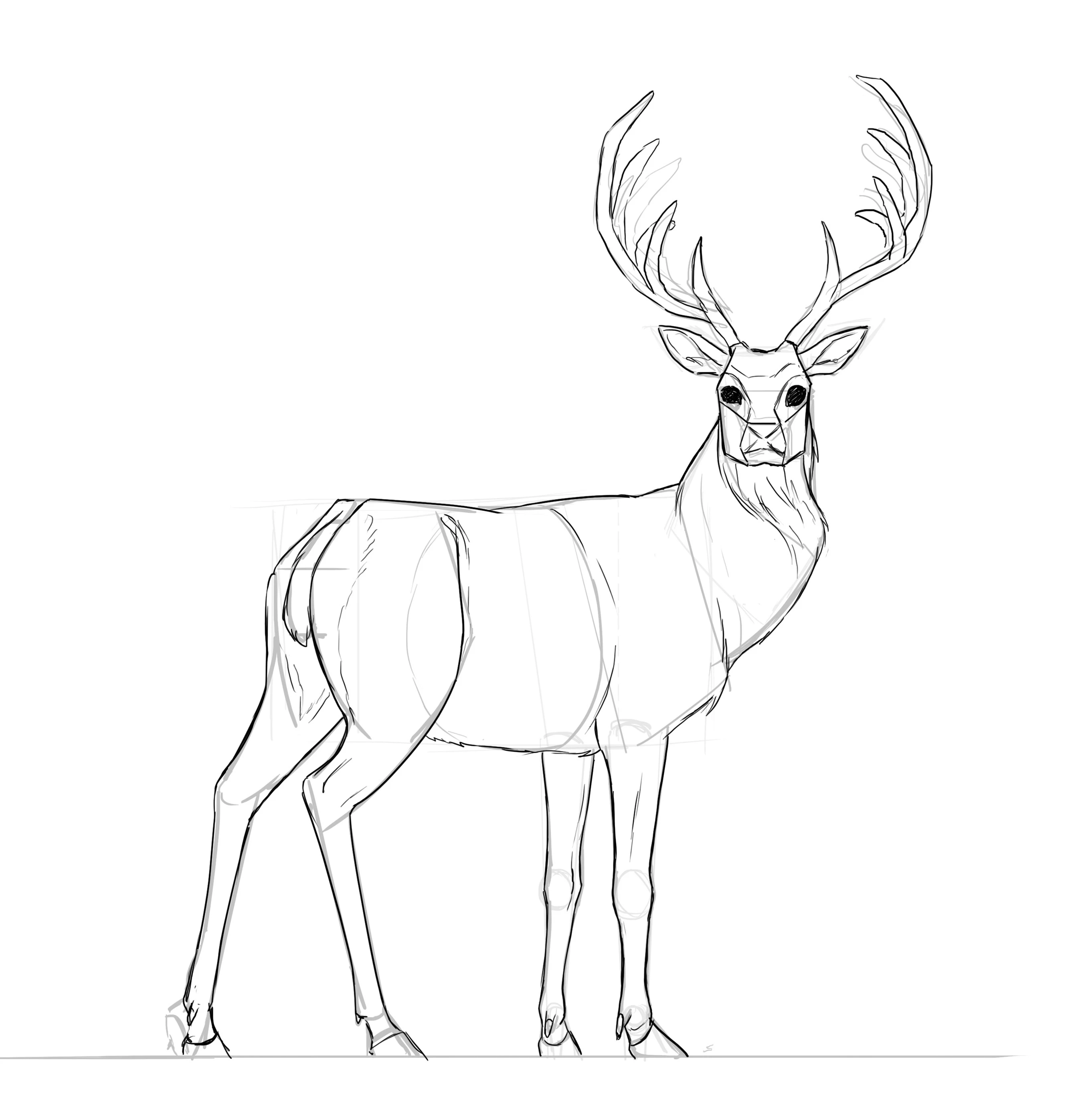 Comment dessiner un cerf, étape 26