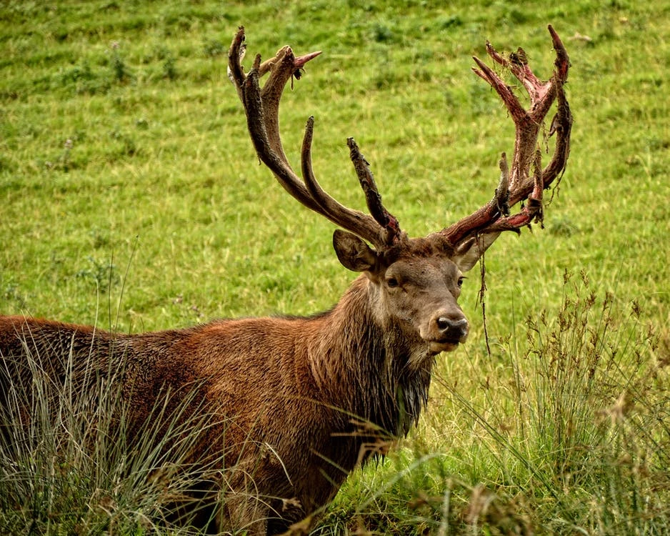 Observation pour notre dessin de la tête d'un cerf