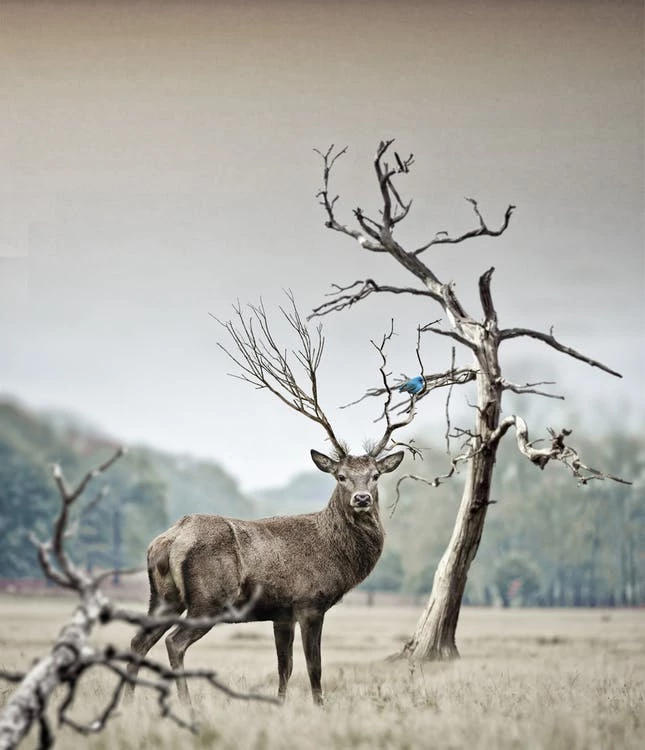 Observation du dessin de cerf