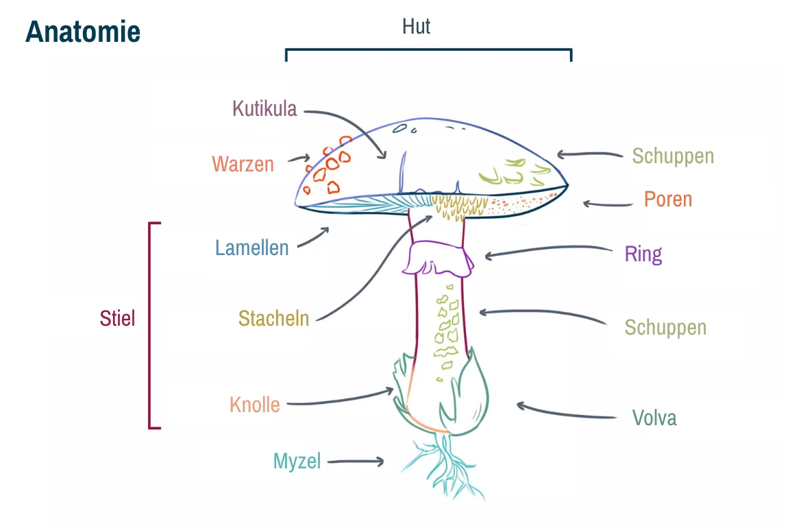 Bild der Struktur eines Pilzes