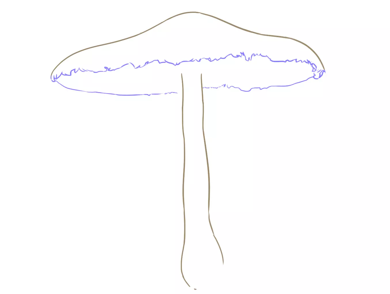 dessin du bas du chapeau d’un champignon