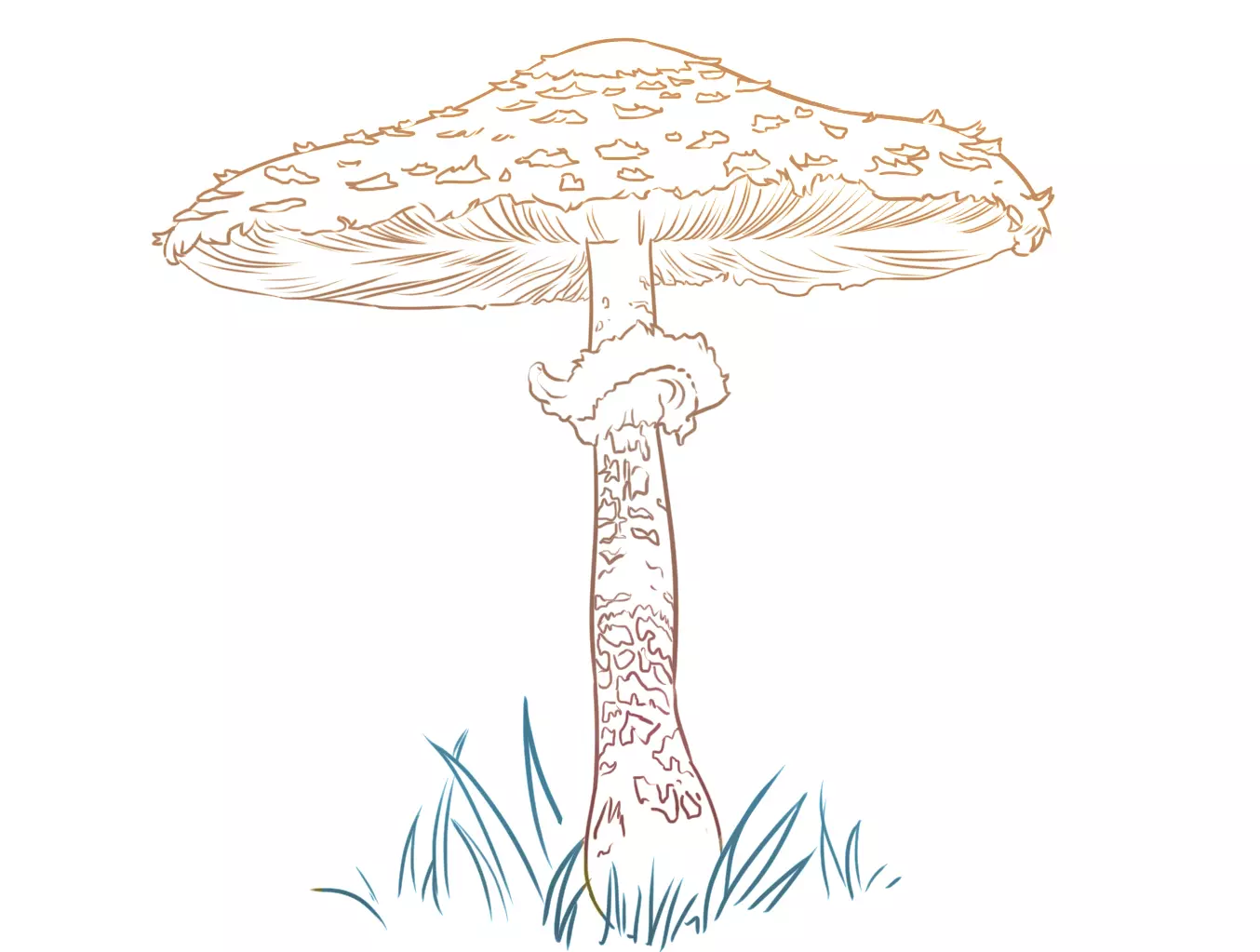 dessin d’un champignon