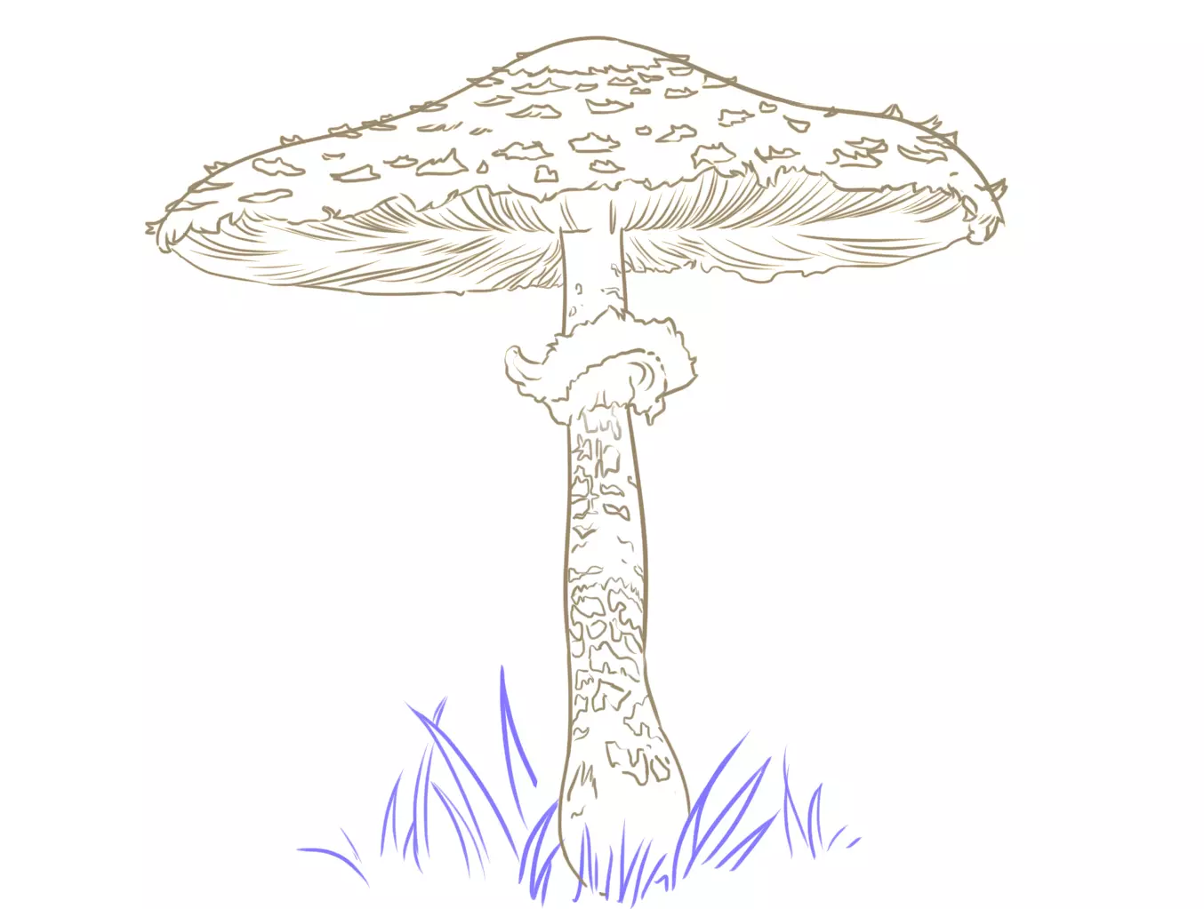dessin des détails d’un champignon