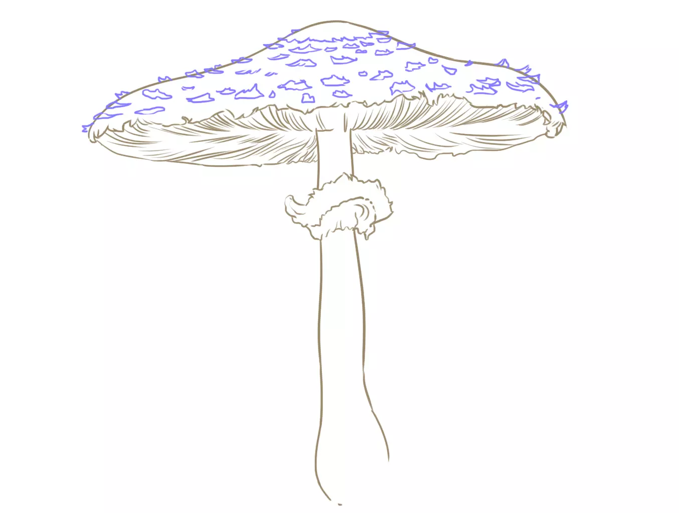 dessin des écailles d’un champignon