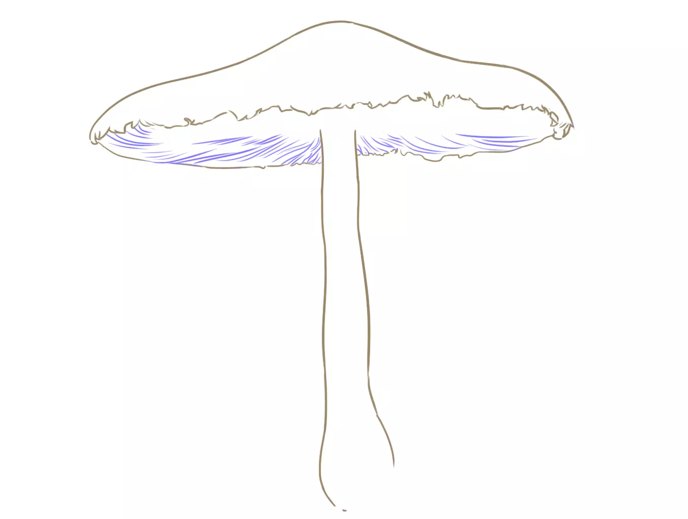 dessin des lames d’un champignon