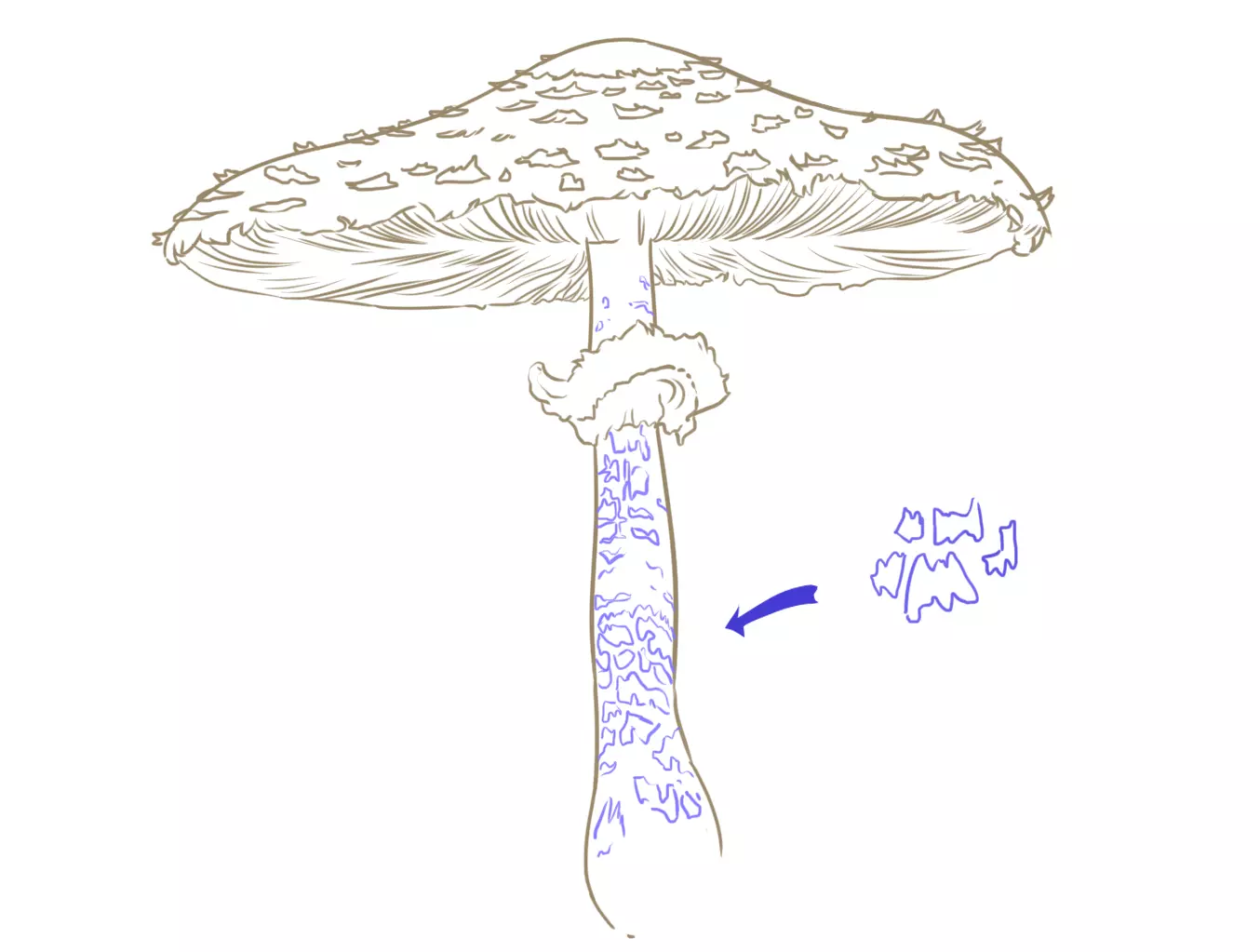 dessin de la suite des écailles d’un champignon