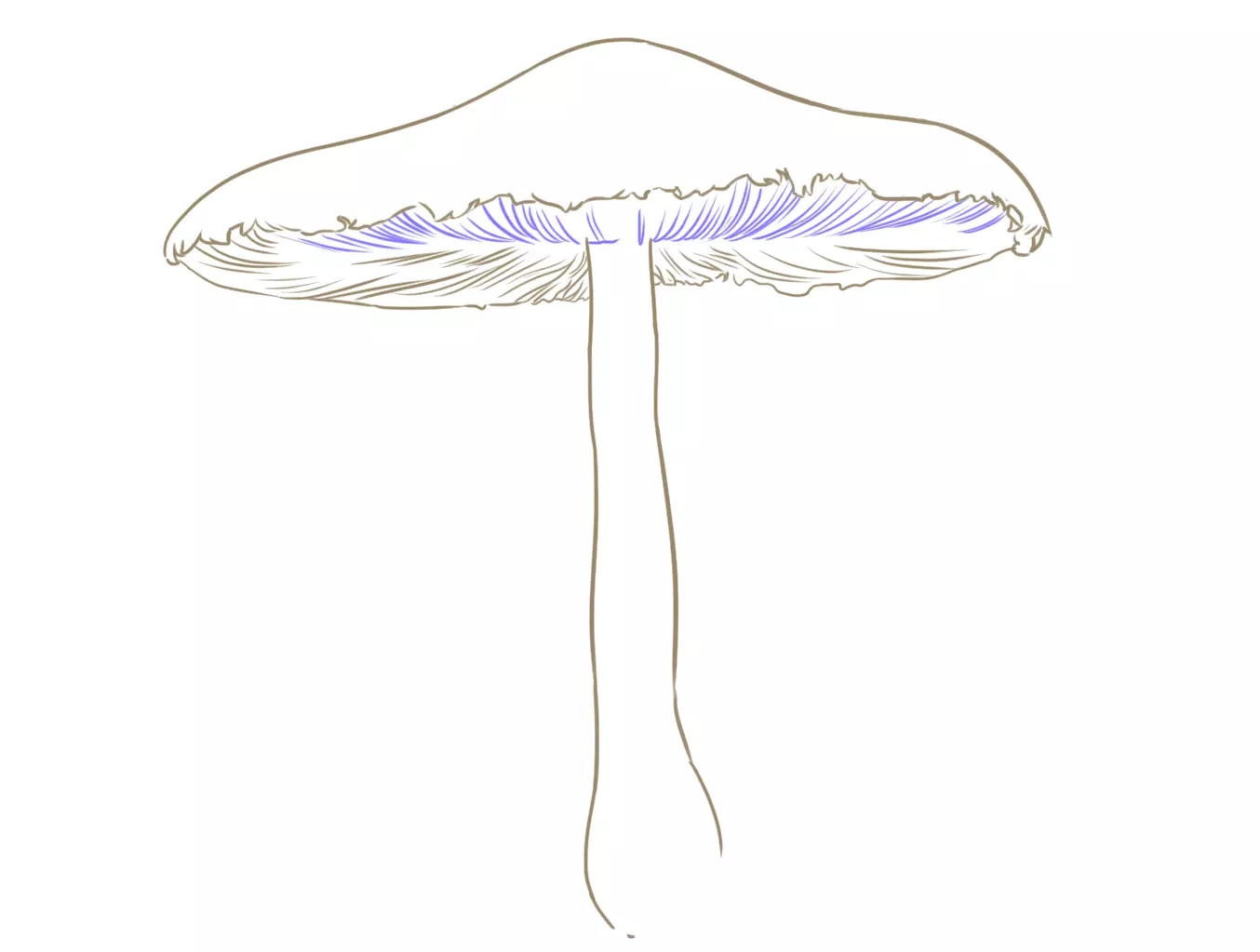 dessin de la suite des lames d’un champignon
