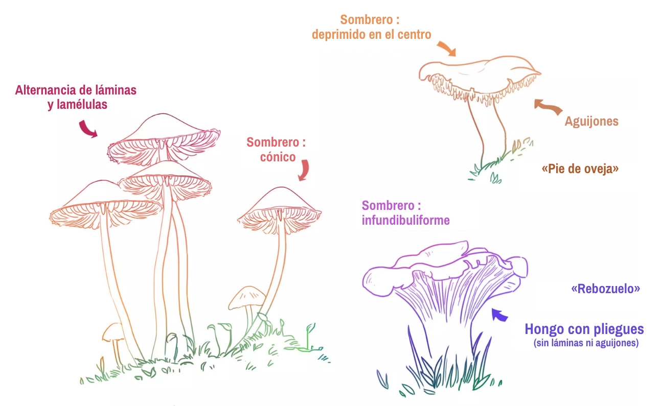 Aprende a dibujar hongos fácilmente: Guía Para Principiantes
