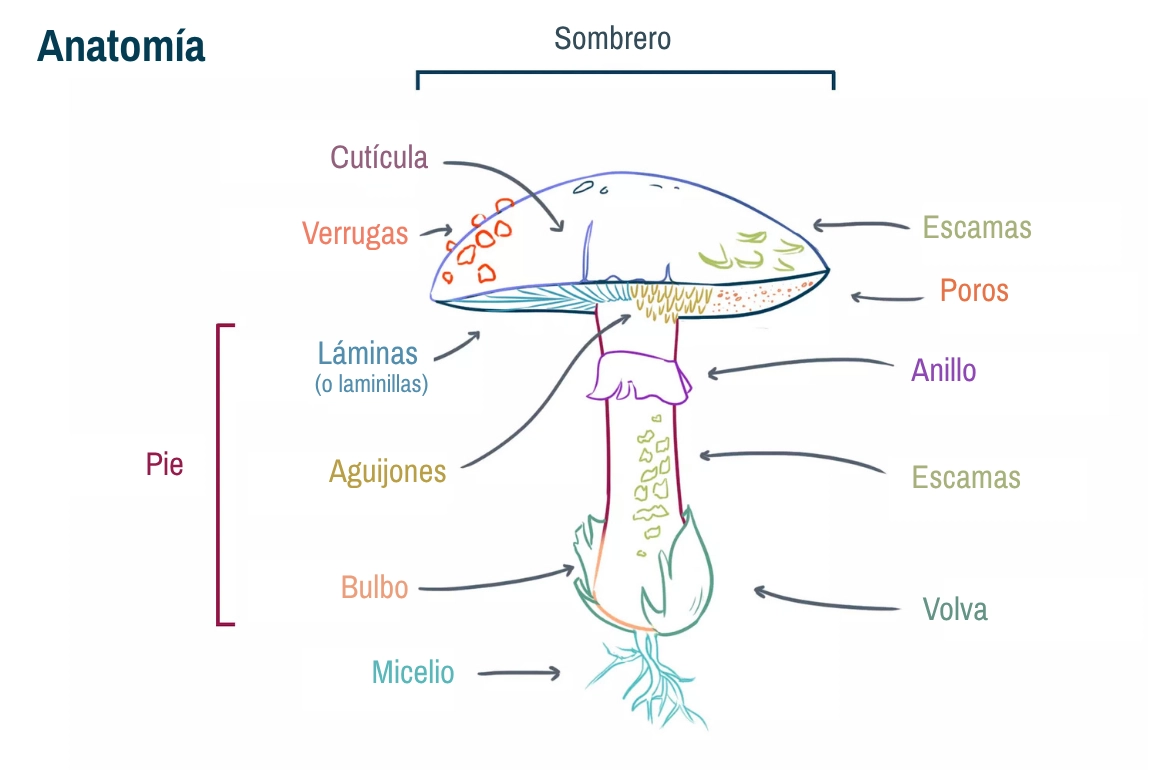 imagen de la estructura de un hongo