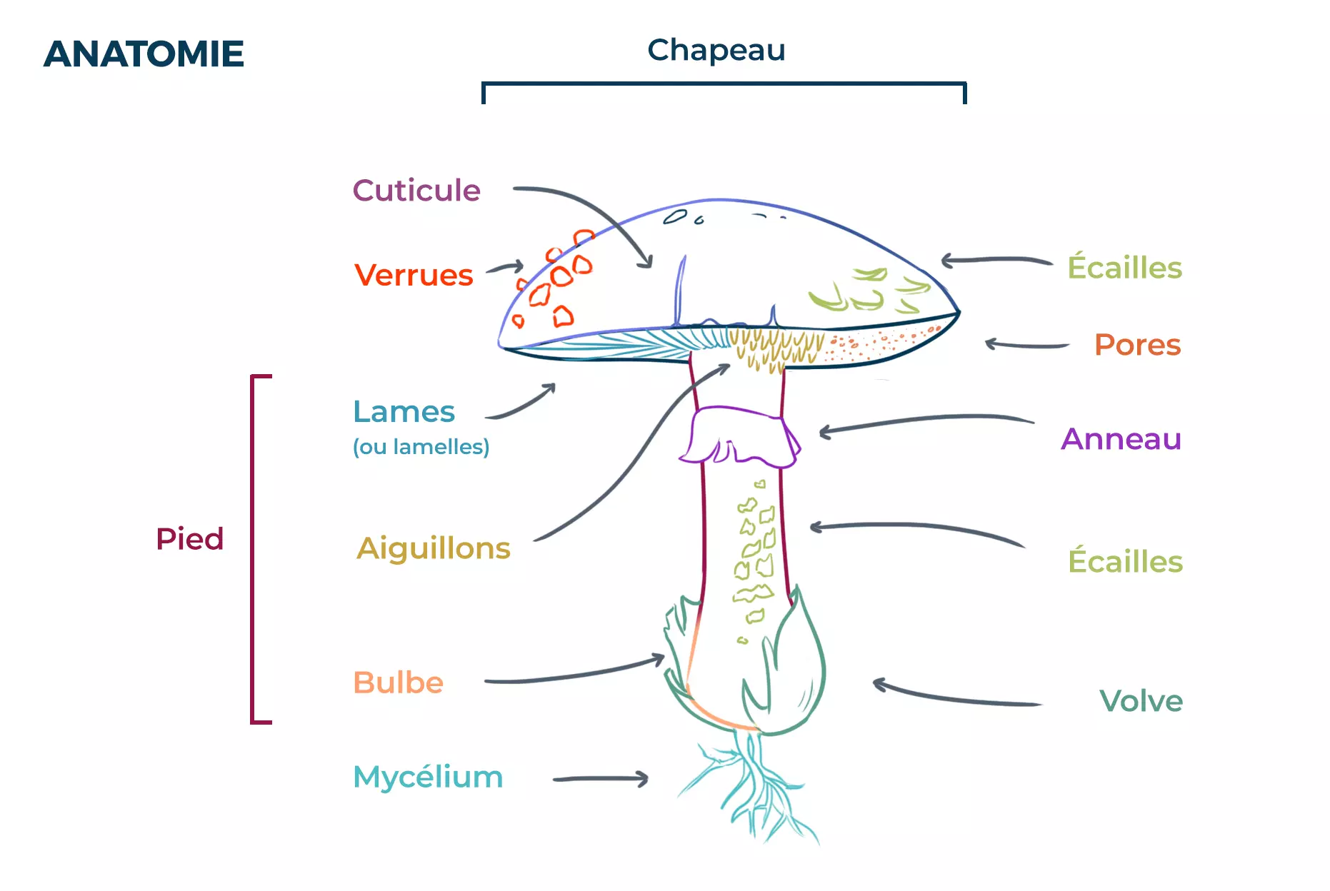 image de la structure d’un champignon