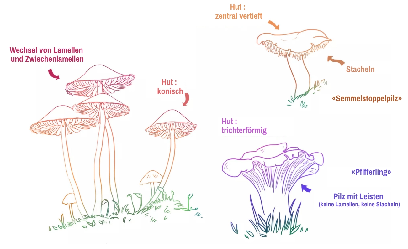 Pilze zeichnen lernen: Eine kreative Reise durch das Reich der Fungi