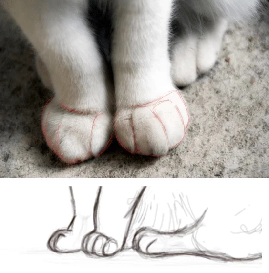 Dessiner la patte d'un chat