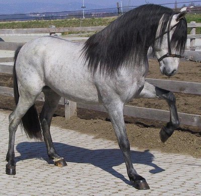 Photo de cheval gris