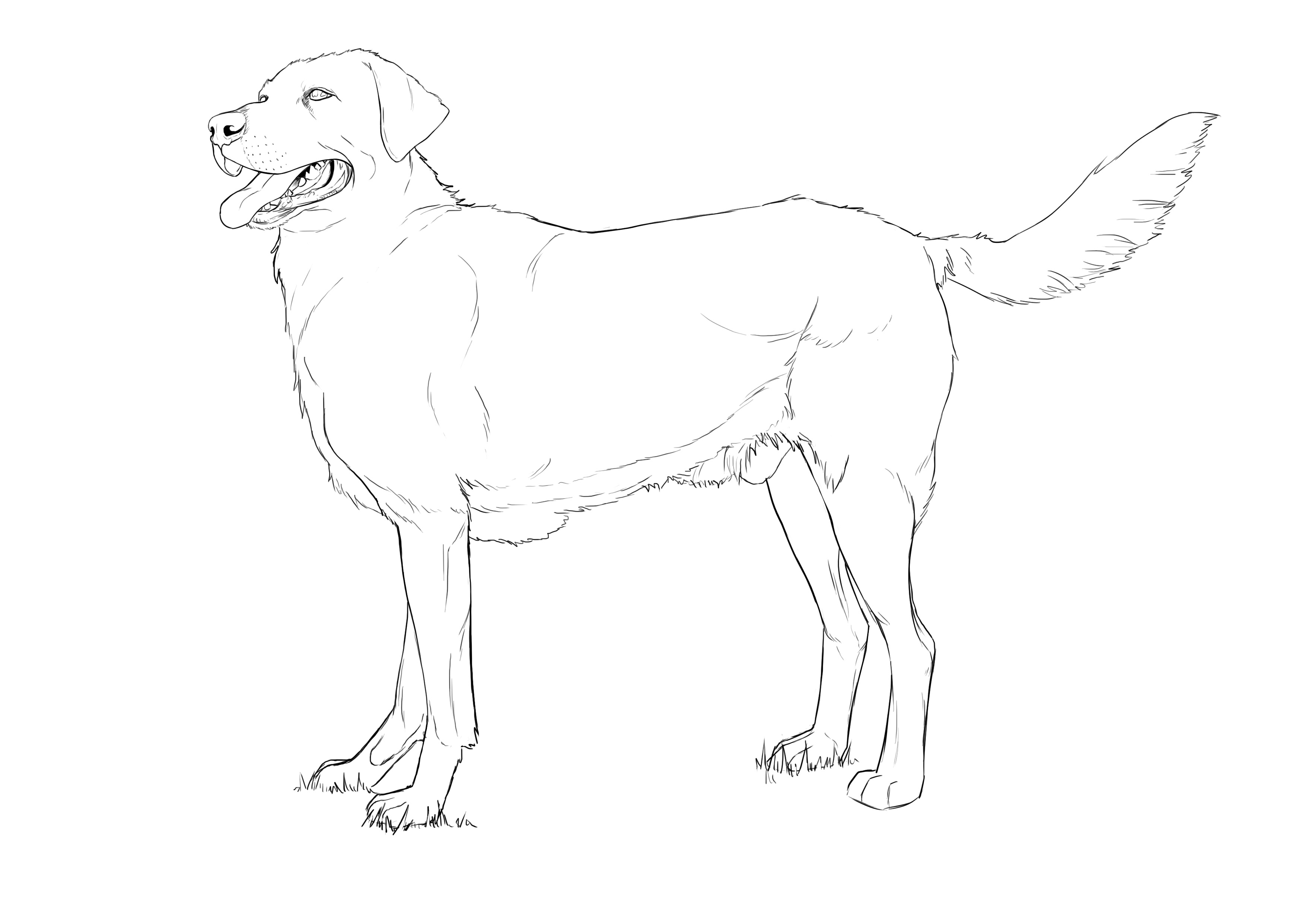 Comment Dessiner Un Chien tape Par tape Blog Dessindigo