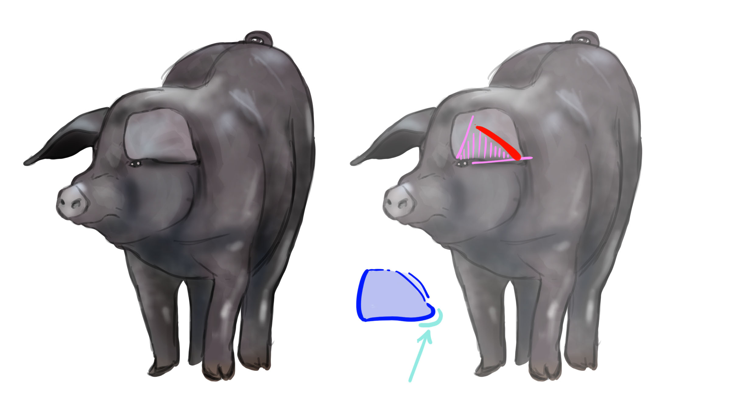 dessin des oreilles du cochon 2