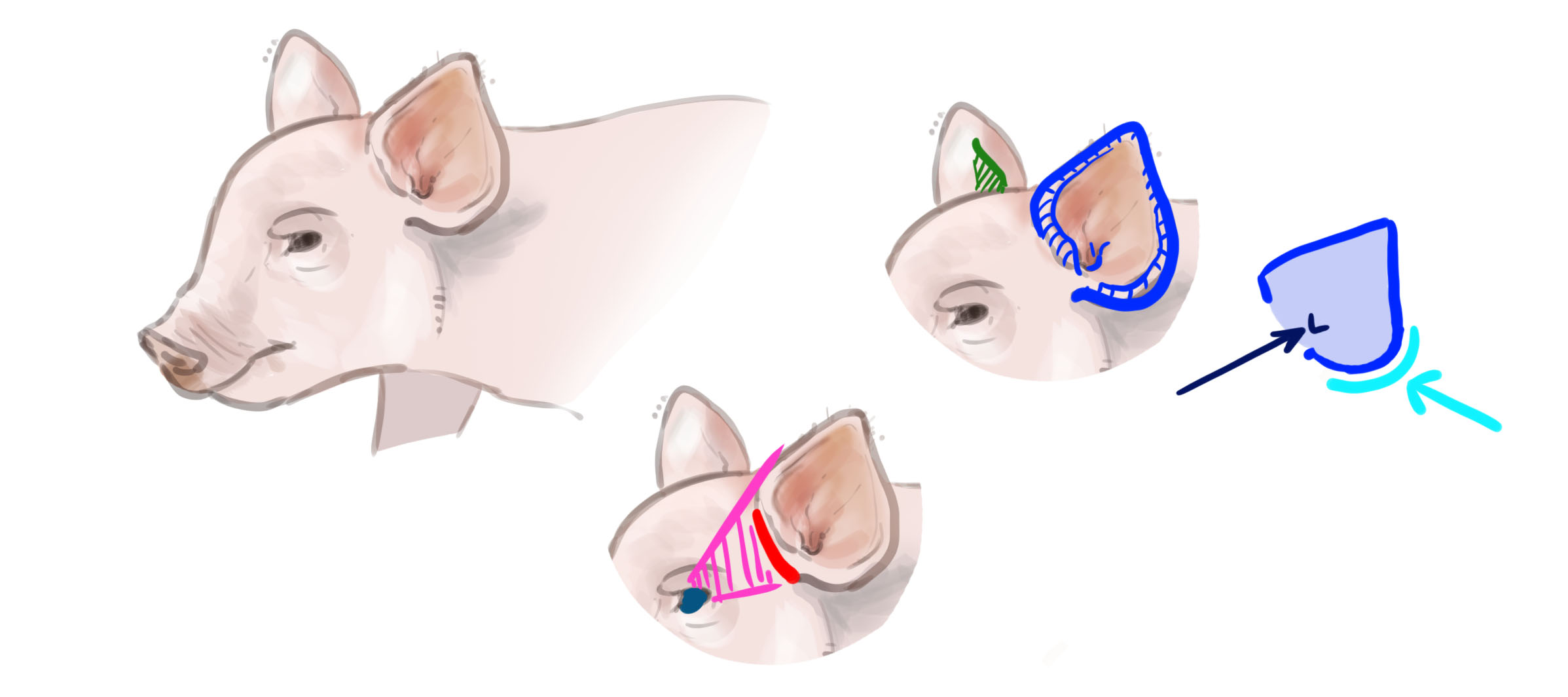 dessin des oreilles du cochon