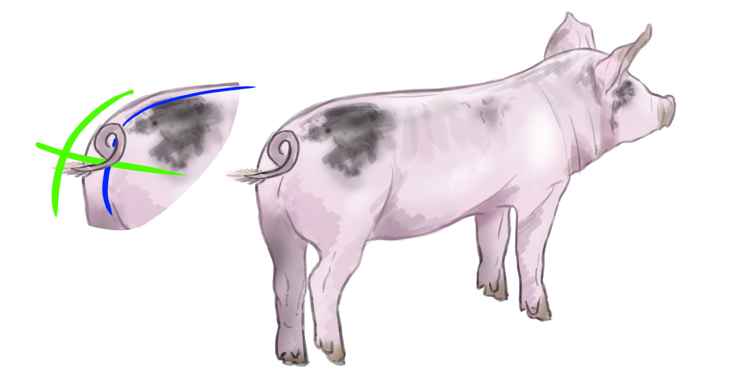 dessiner la queue du cochon