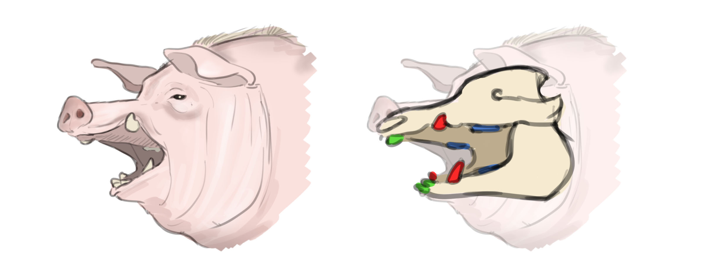 dessin de la structure des défenses et des dents du cochon