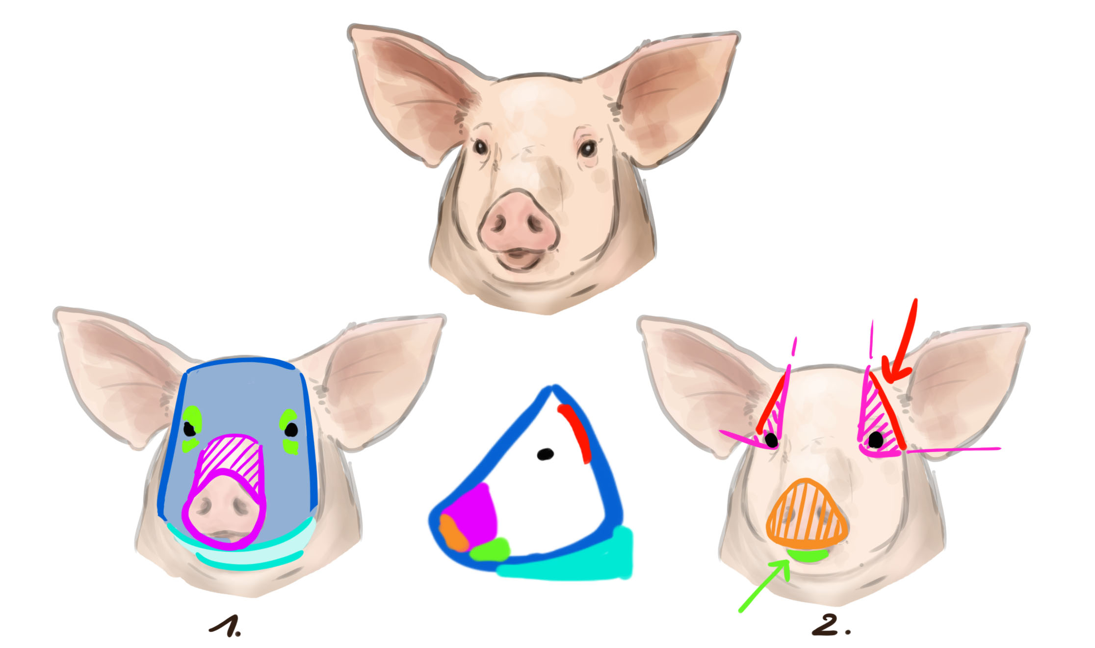 dessin de la structure de face du cochon