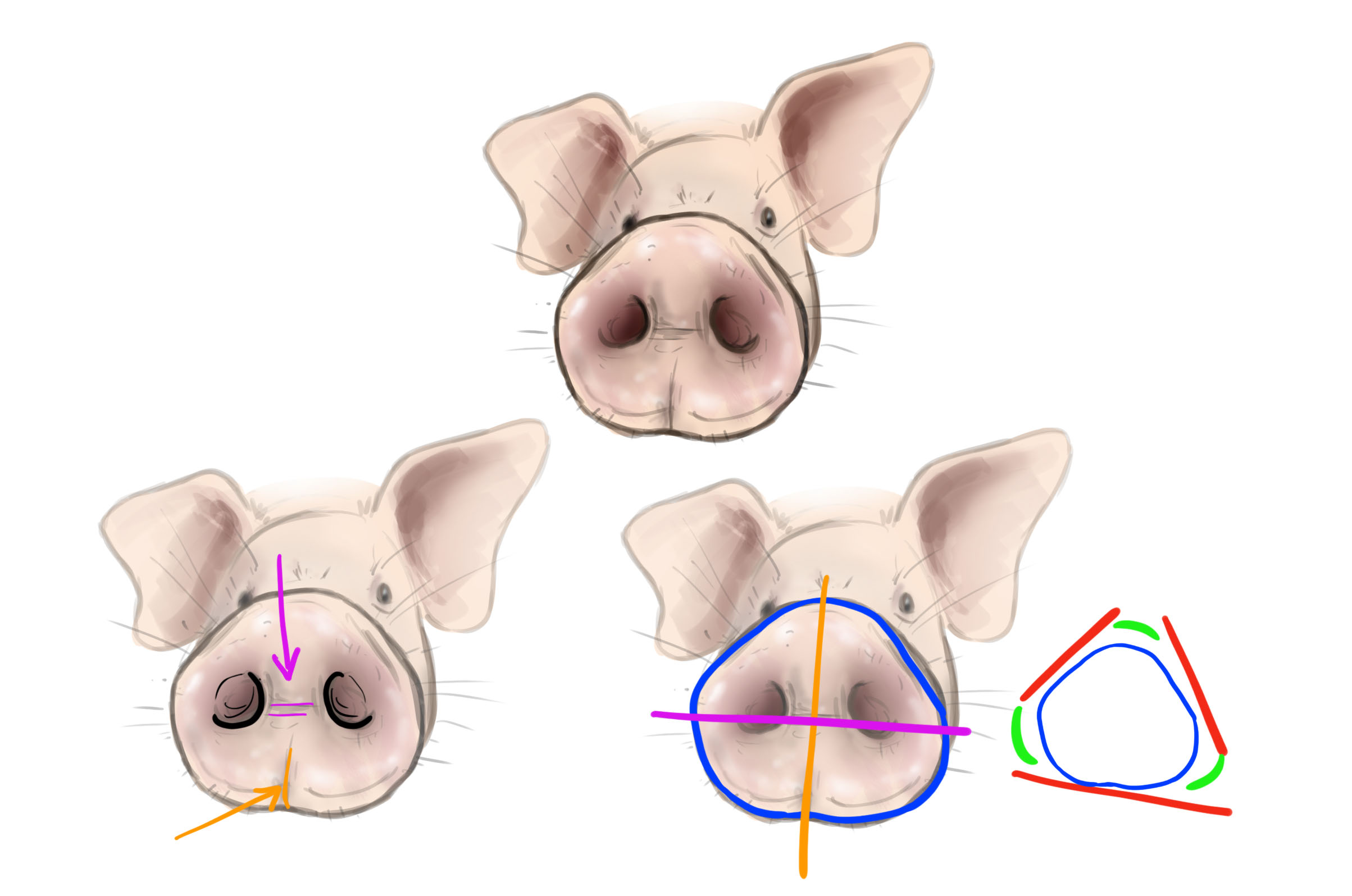 dessin de la structure du groin du cochon
