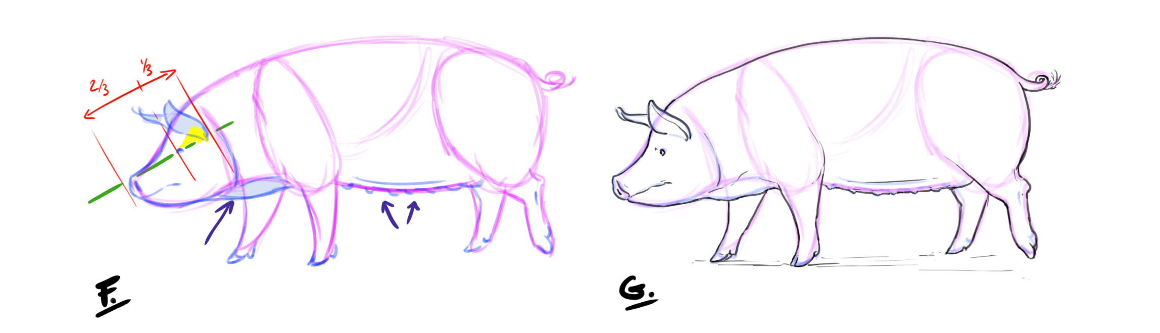 dessiner les oreilles, les yeux et les mamelles du cochon