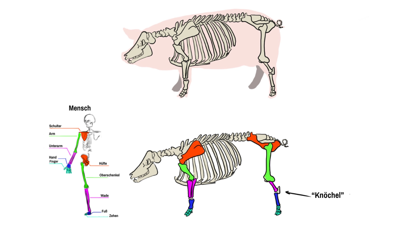 Illustration des Skeletts des Schweins