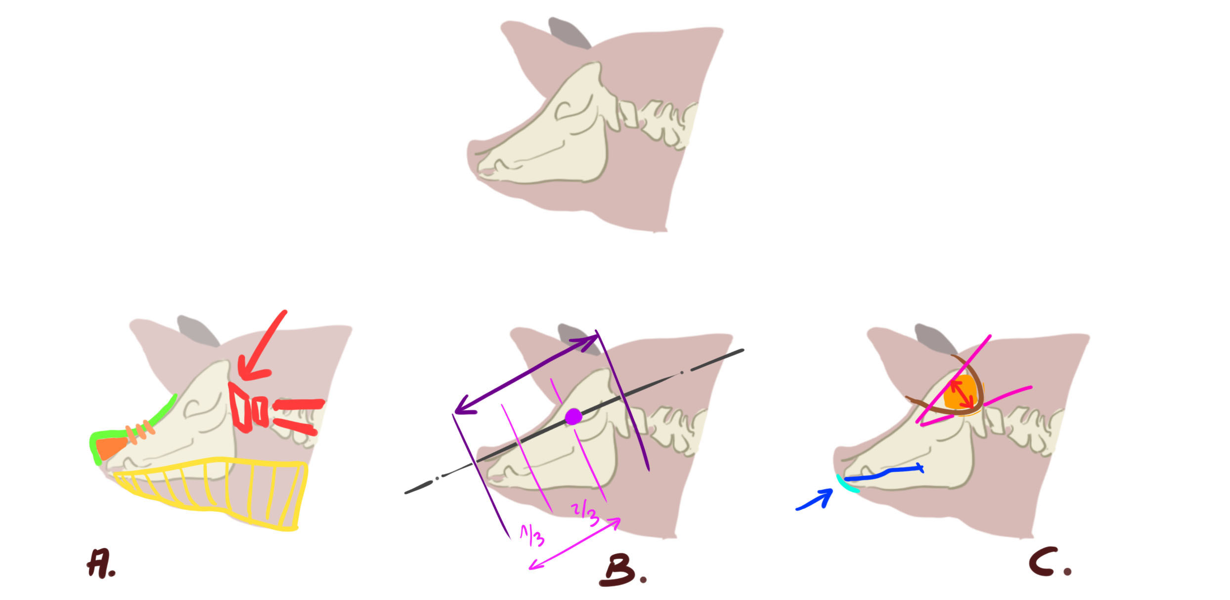illustrations de la structure du crâne du cochon