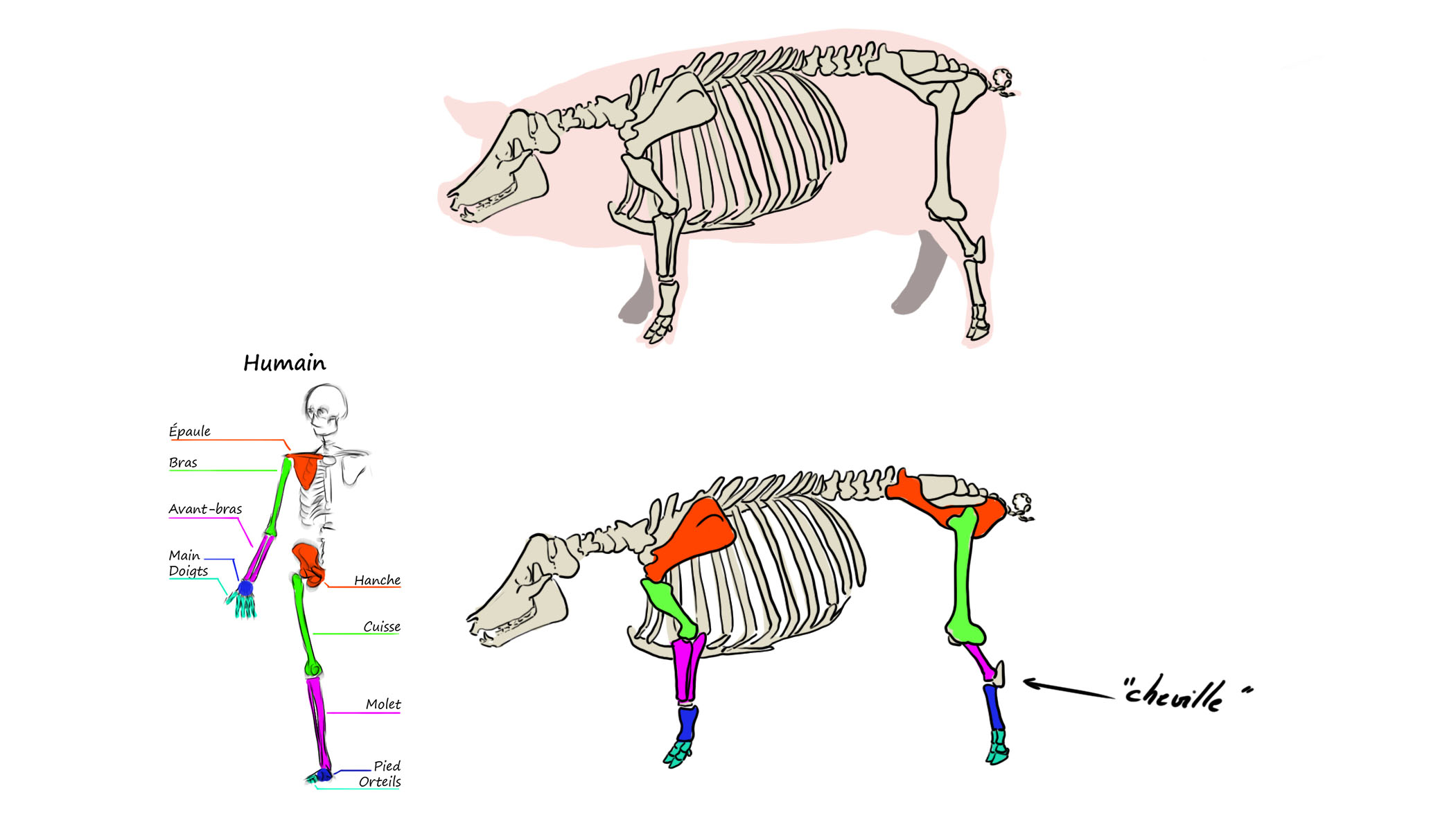 Illustration du squelette du cochon