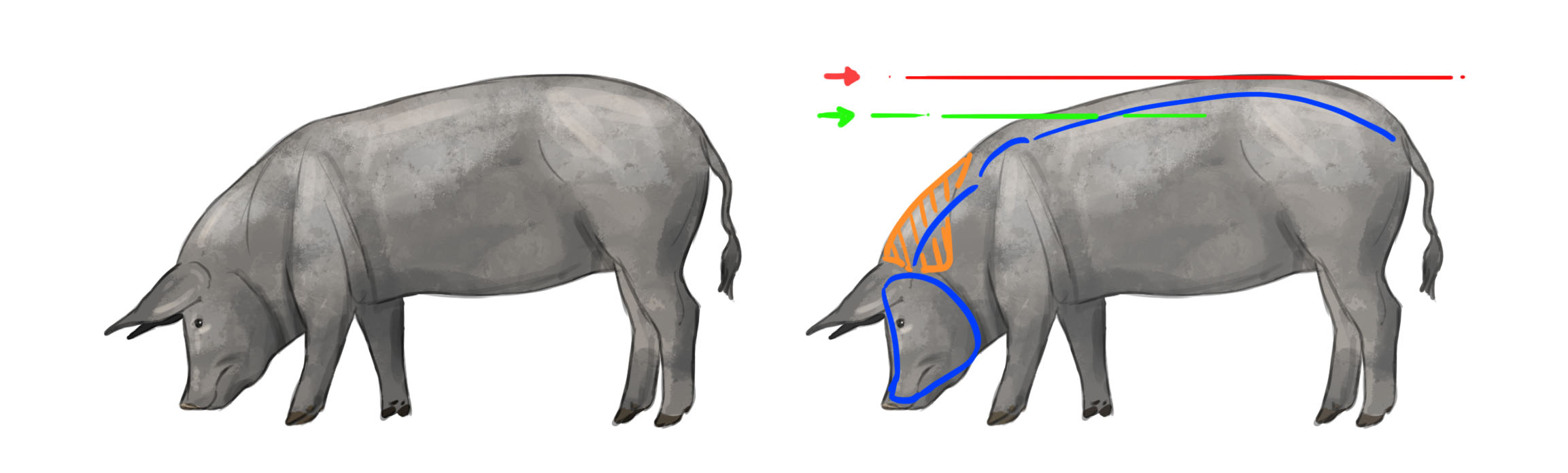 images de la structure du cochon