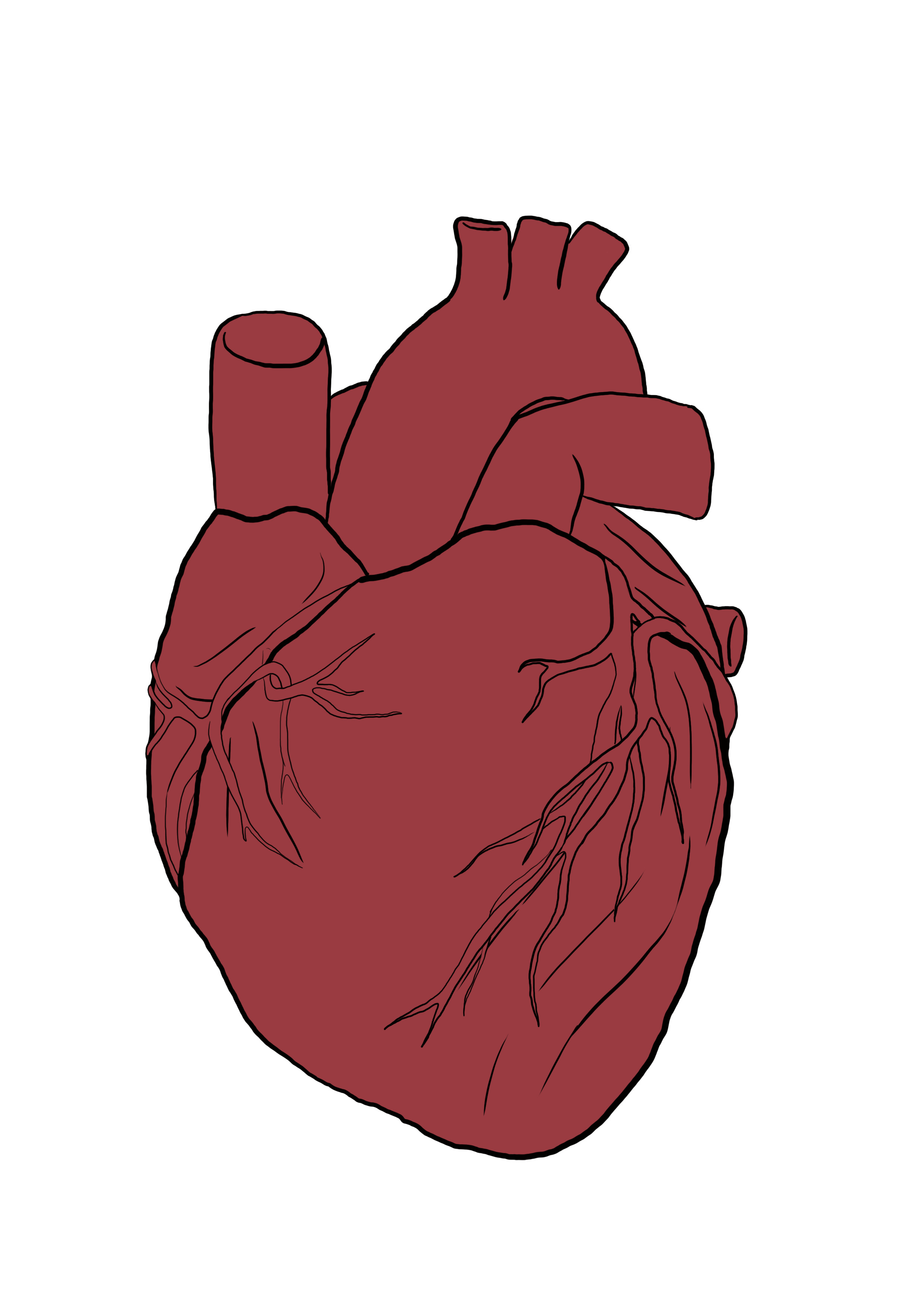 appliquer la couleur moyenne principale au dessin de coeur anatomique