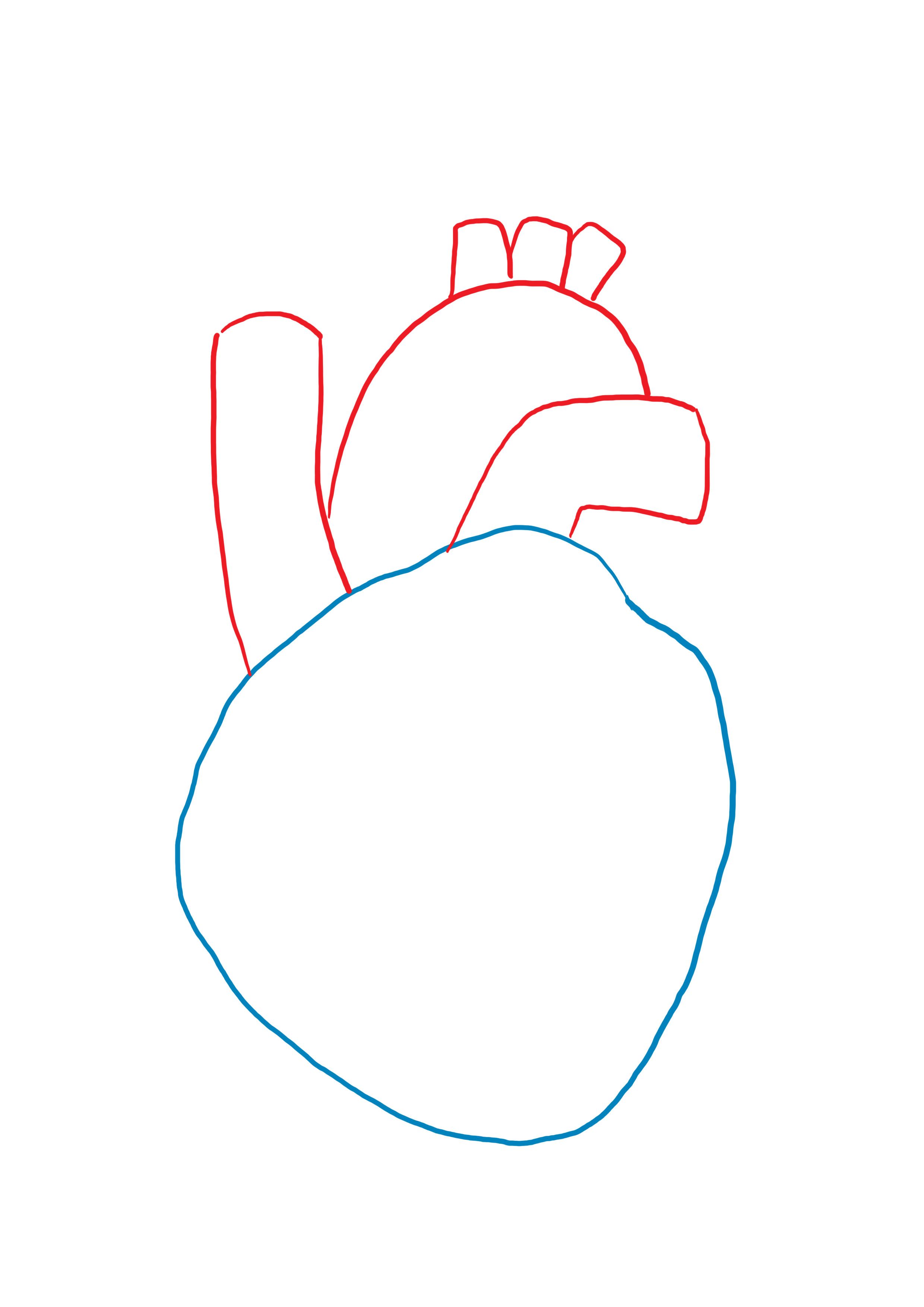 dessiner l'aorte du coeur anatomique
