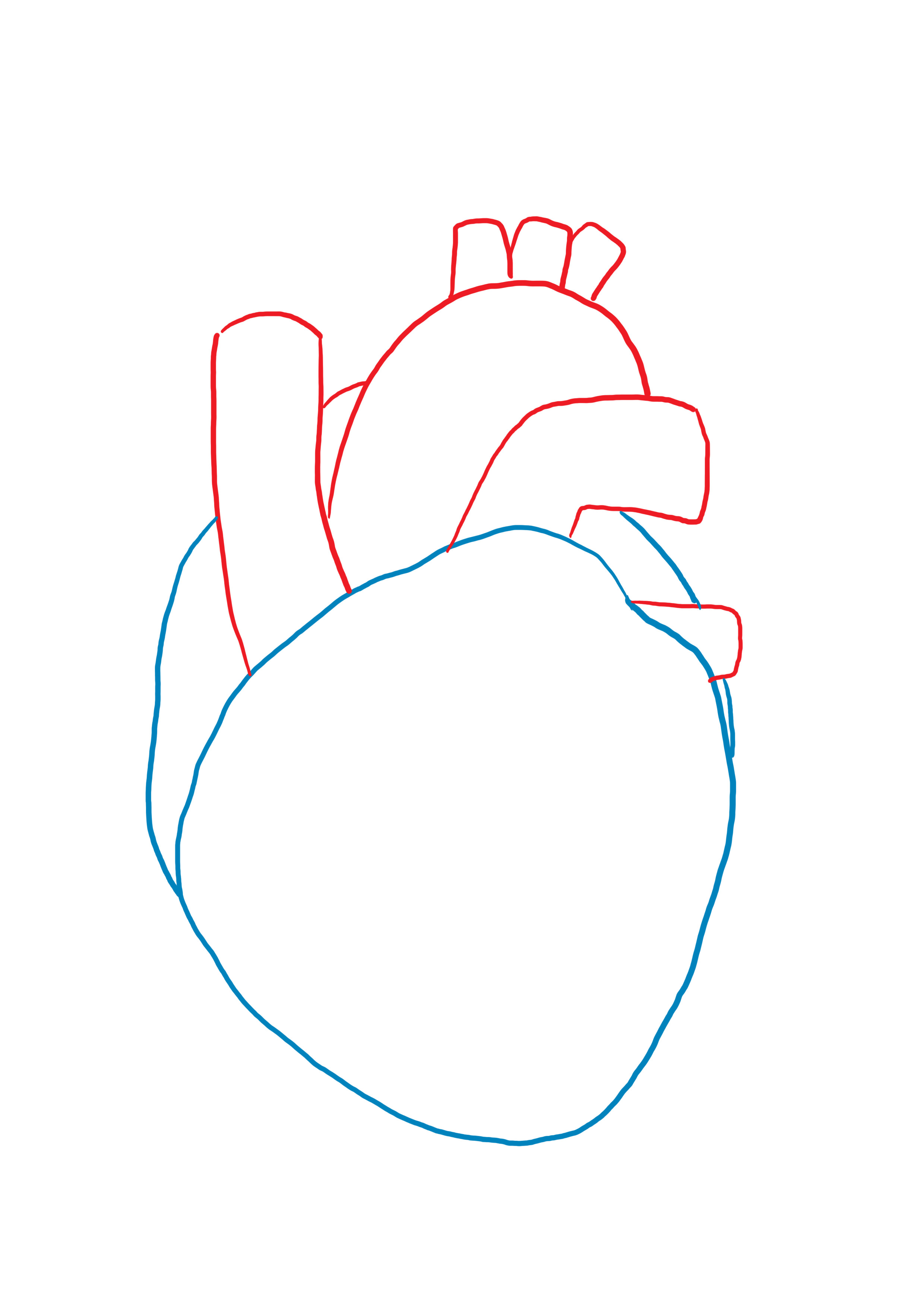 dessiner les atriums droit et gauche du coeur anatomique