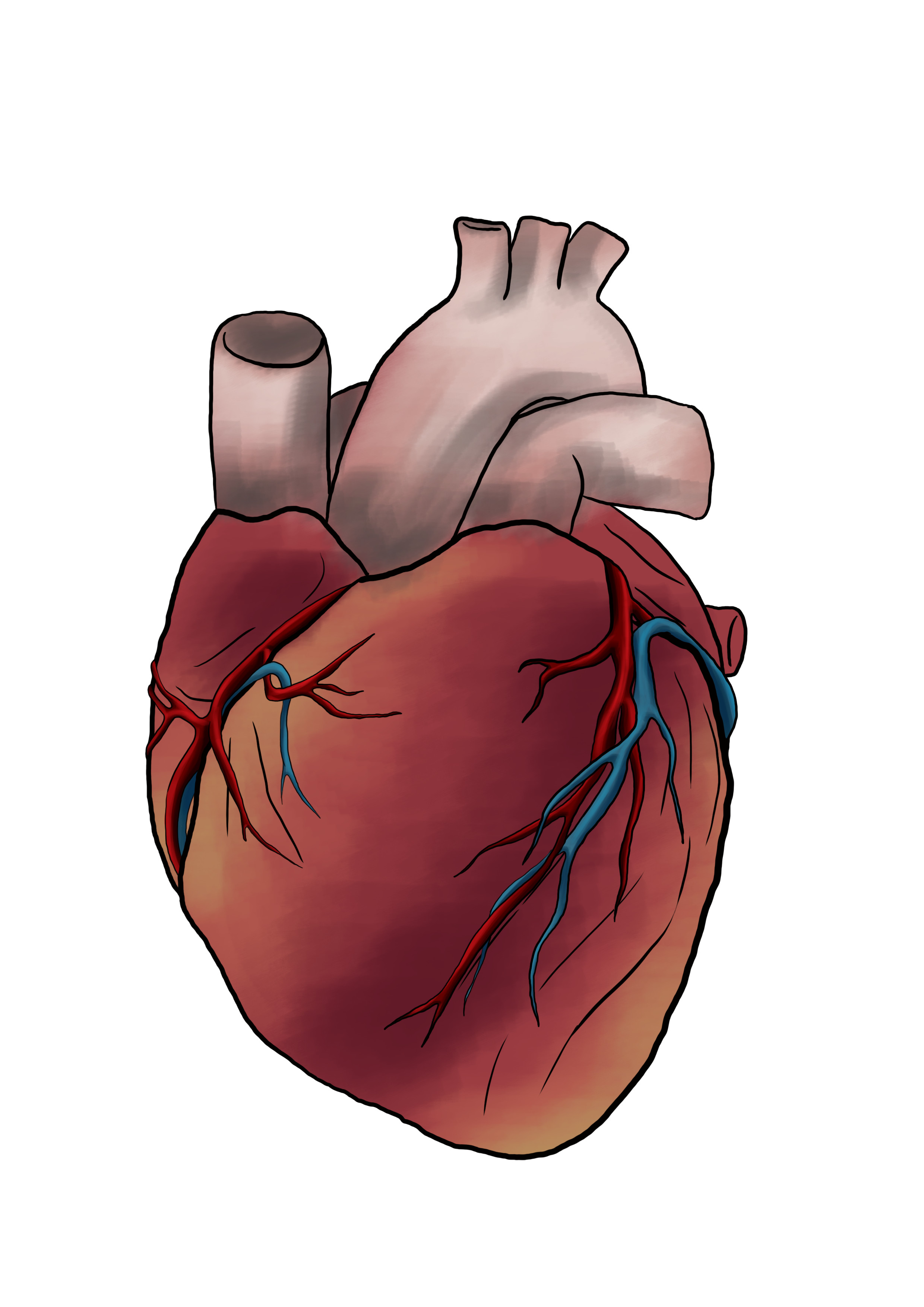 dessin de coeur humain en couleur