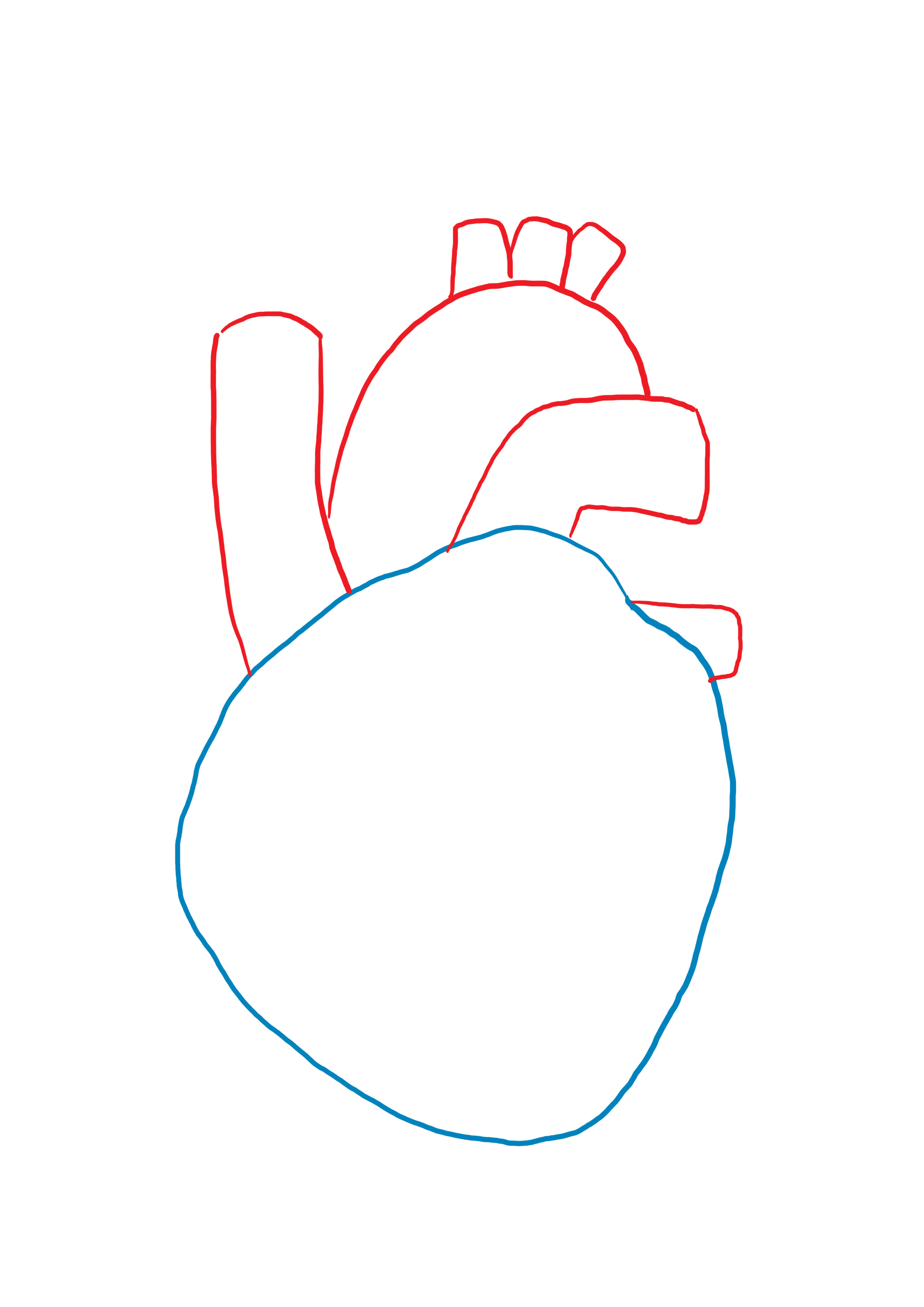 dessiner la veine pulmonaire du coeur anatomique