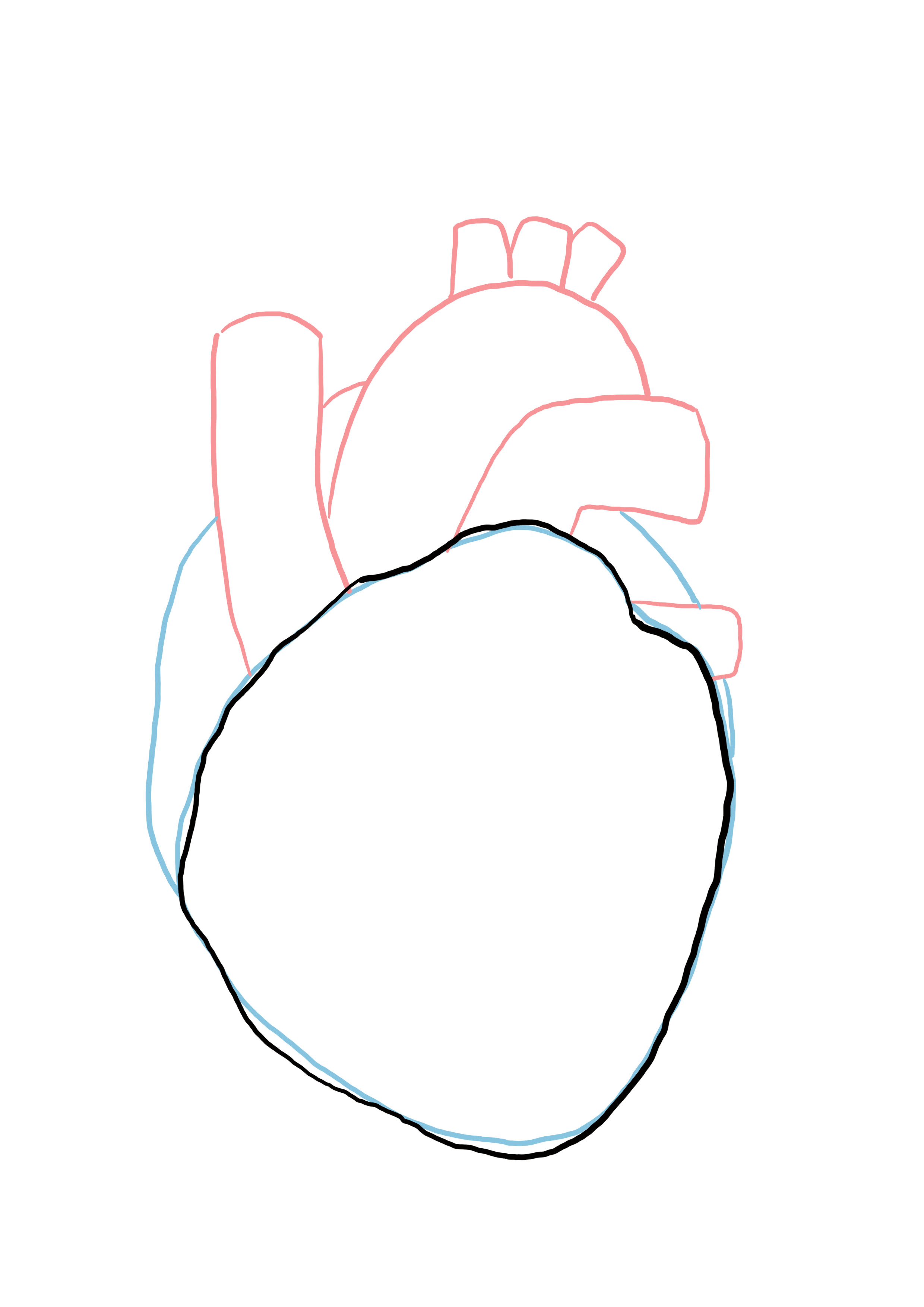 détailler le dessin du coeur anatomique 1