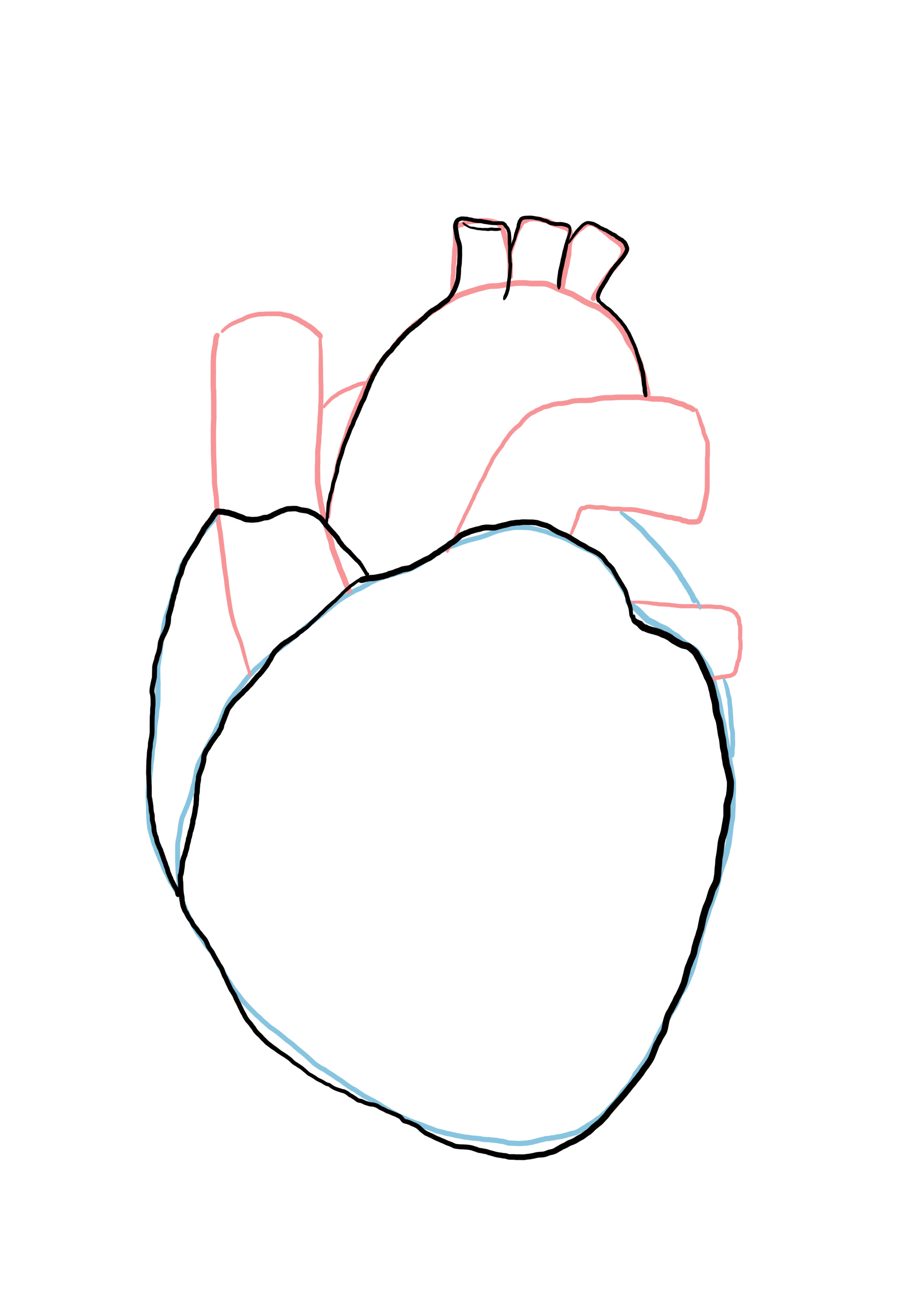 détailler le dessin du coeur anatomique 2