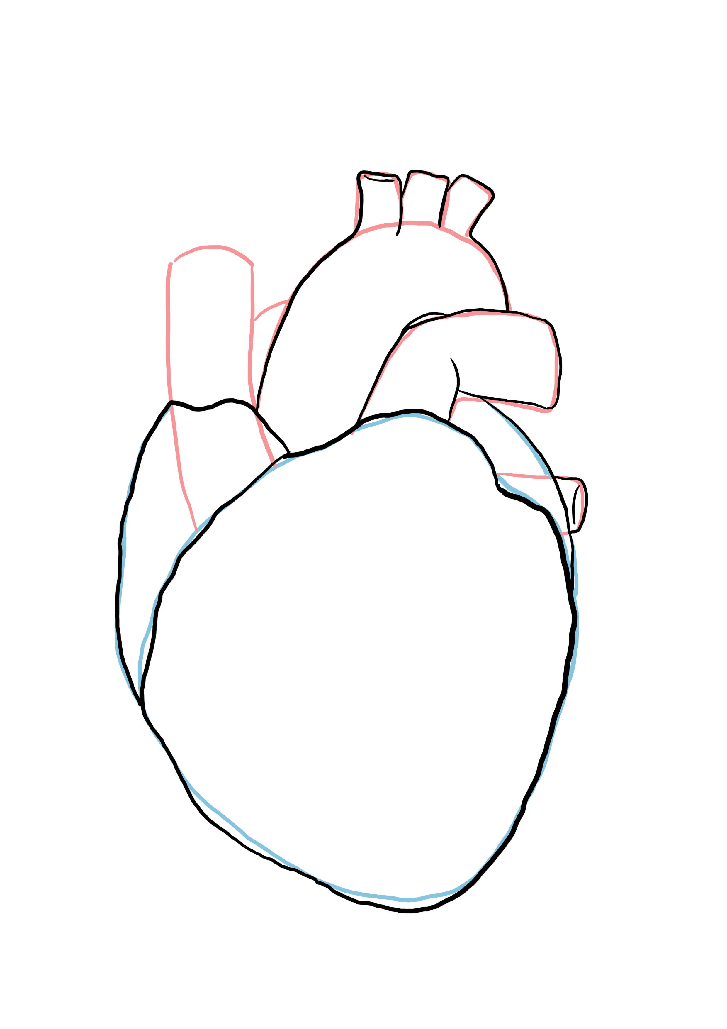 détailler le dessin du coeur anatomique 3