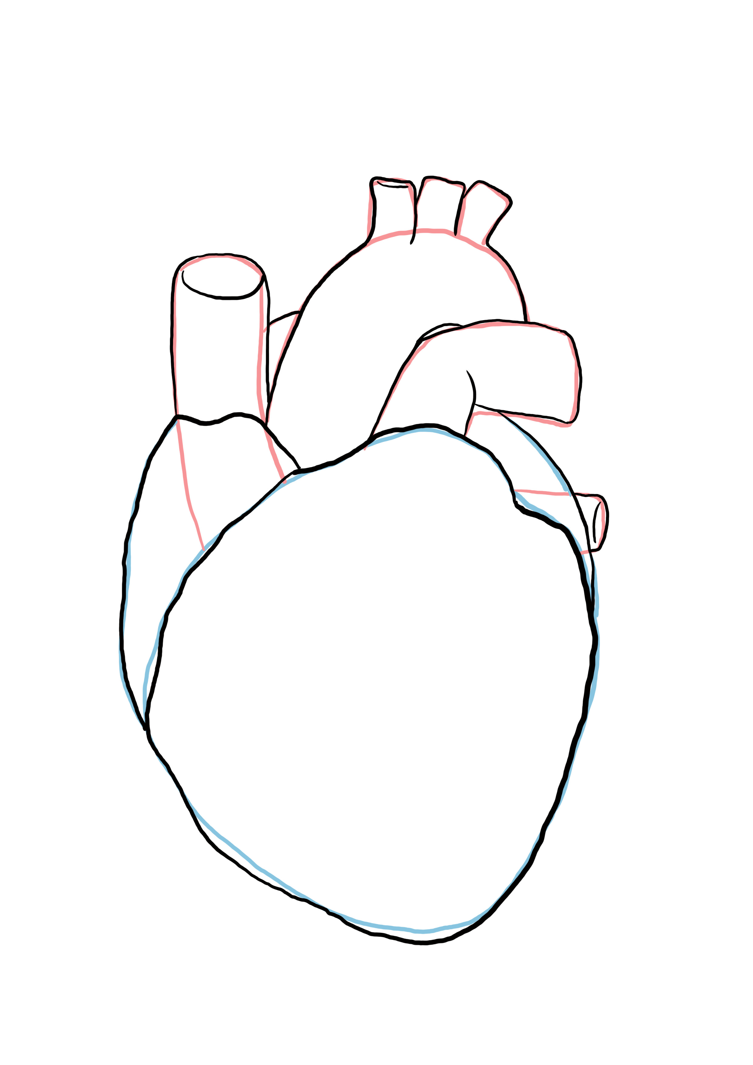détailler le dessin du coeur anatomique 4