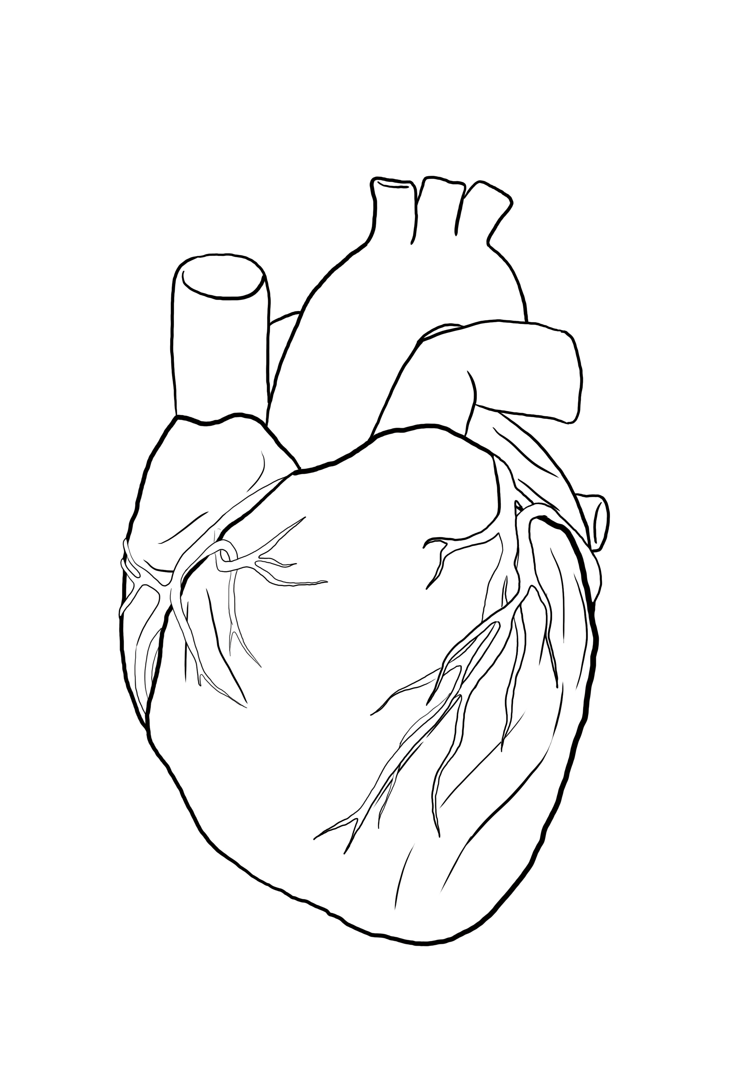 détailler le dessin du coeur anatomique 5