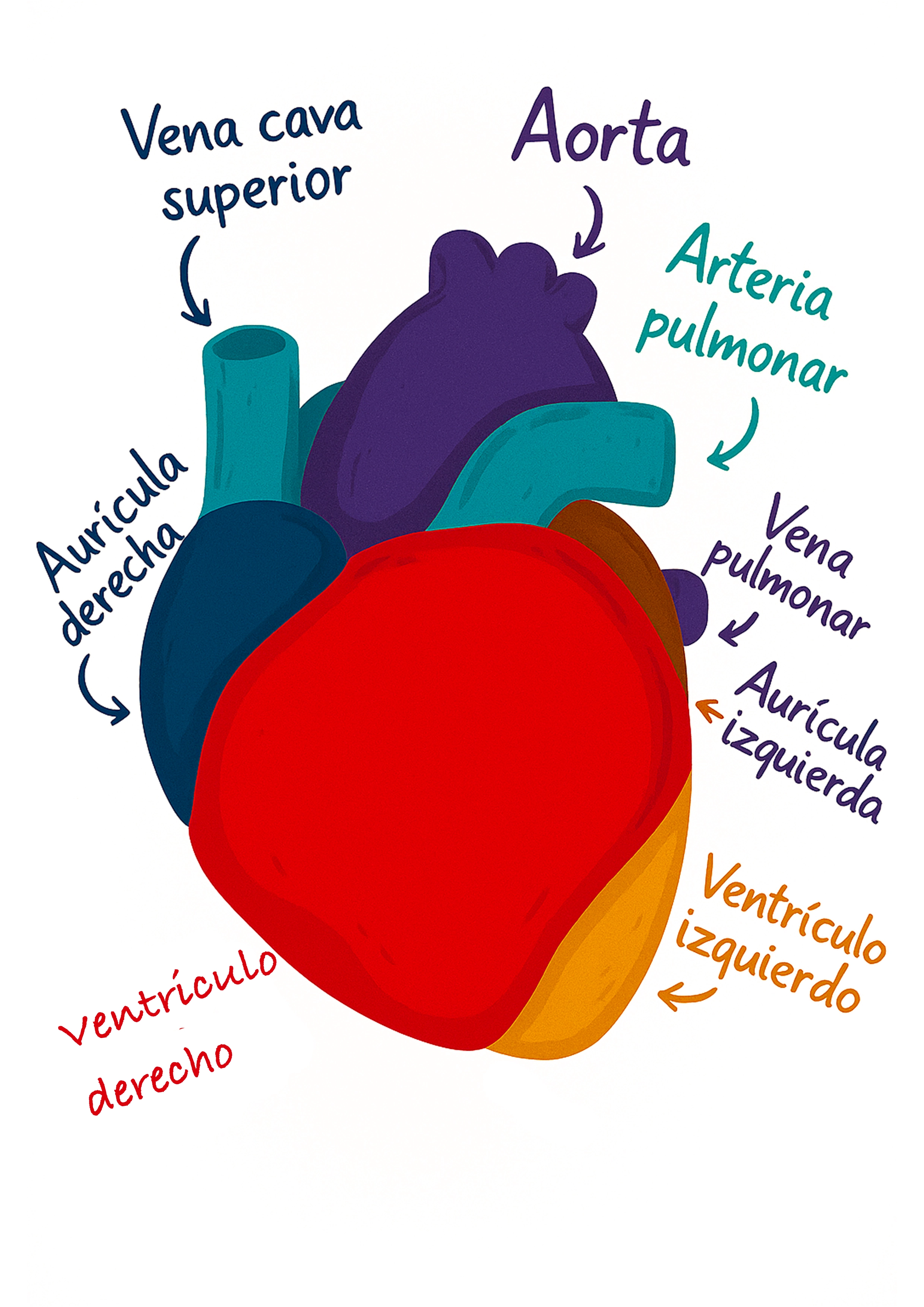 esquema explicativo de las diferentes partes del corazón humano