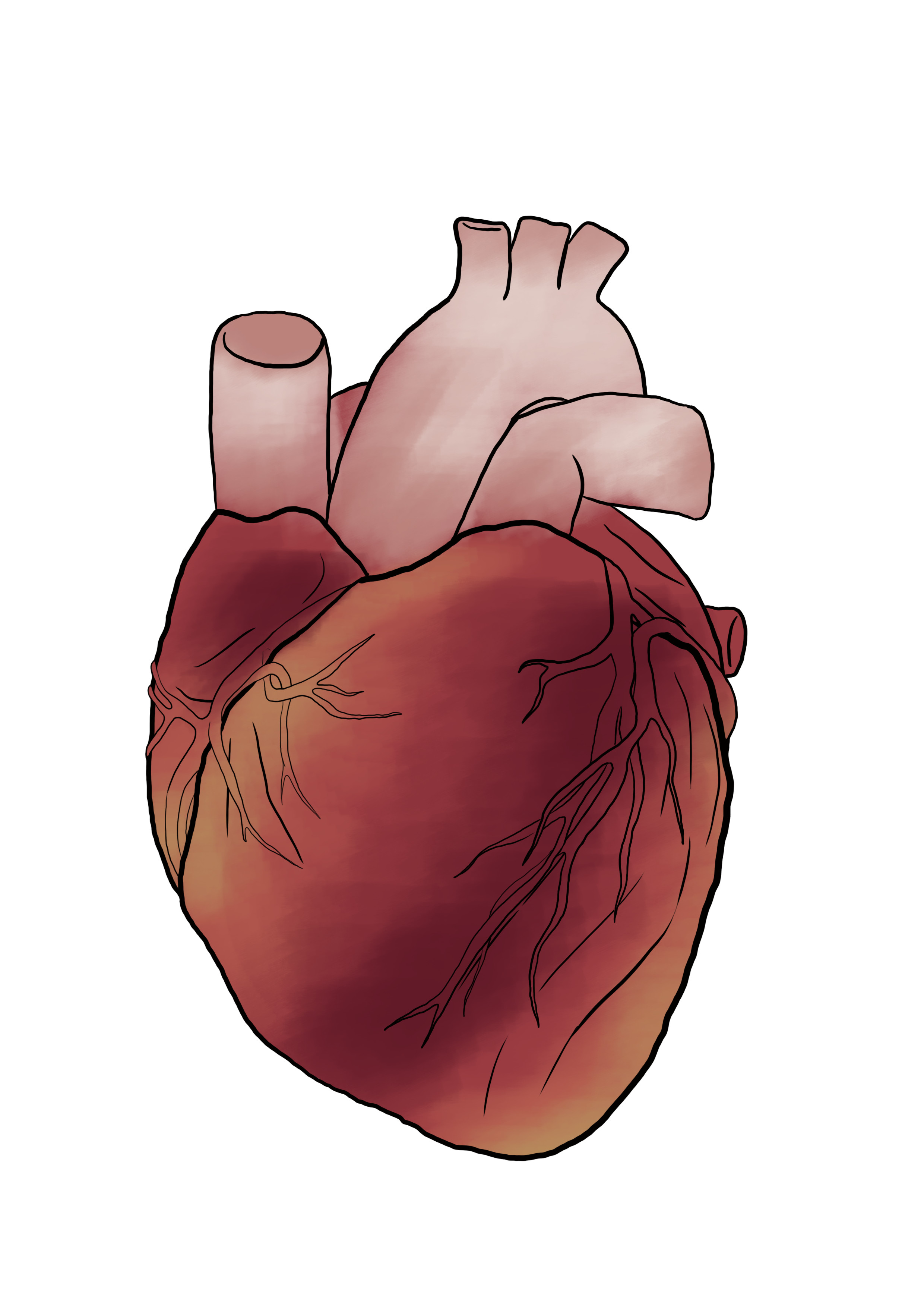 nuancer les couleurs du dessin de coeur anatomique