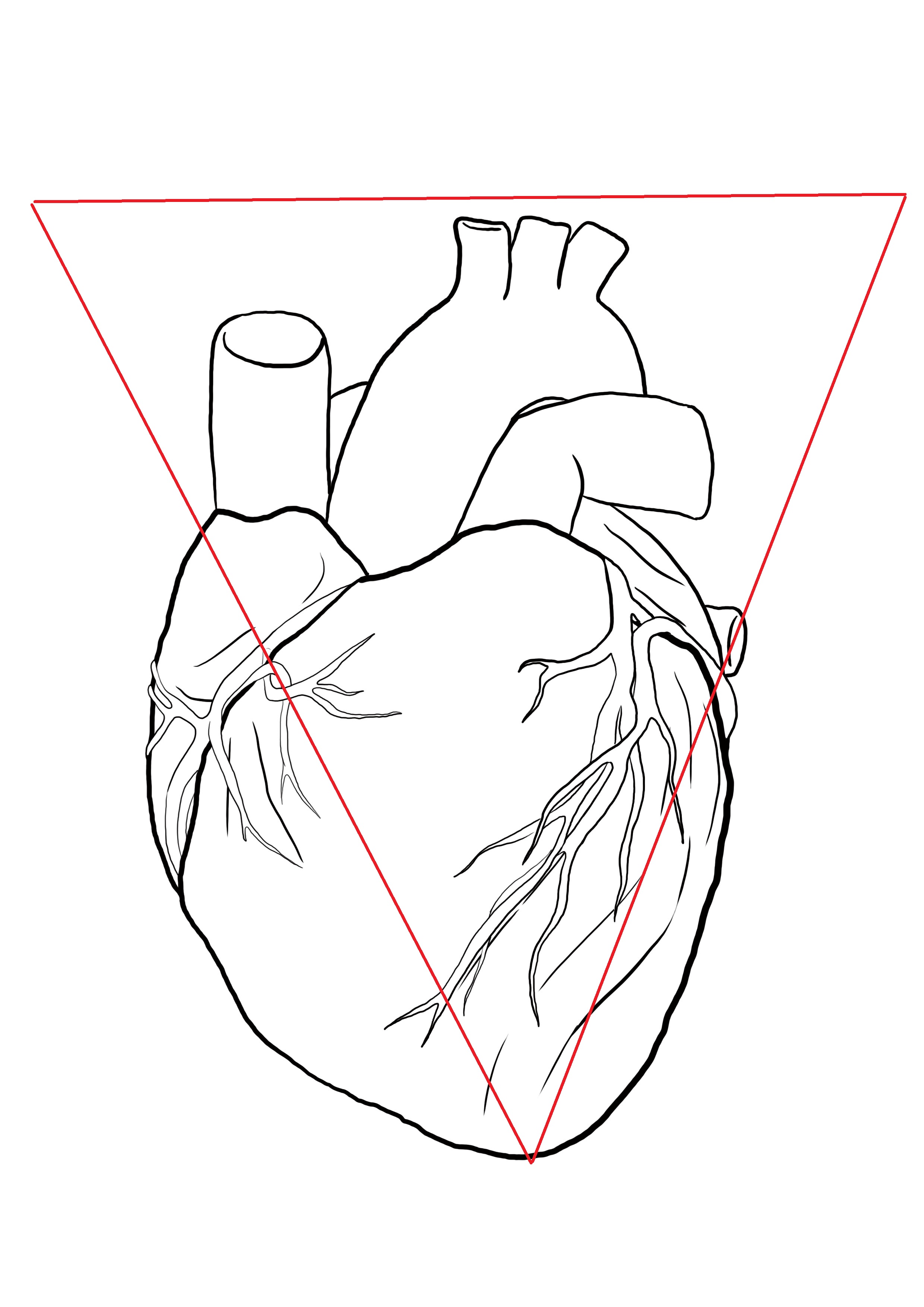 schéma représentant la forme du coeur humain
