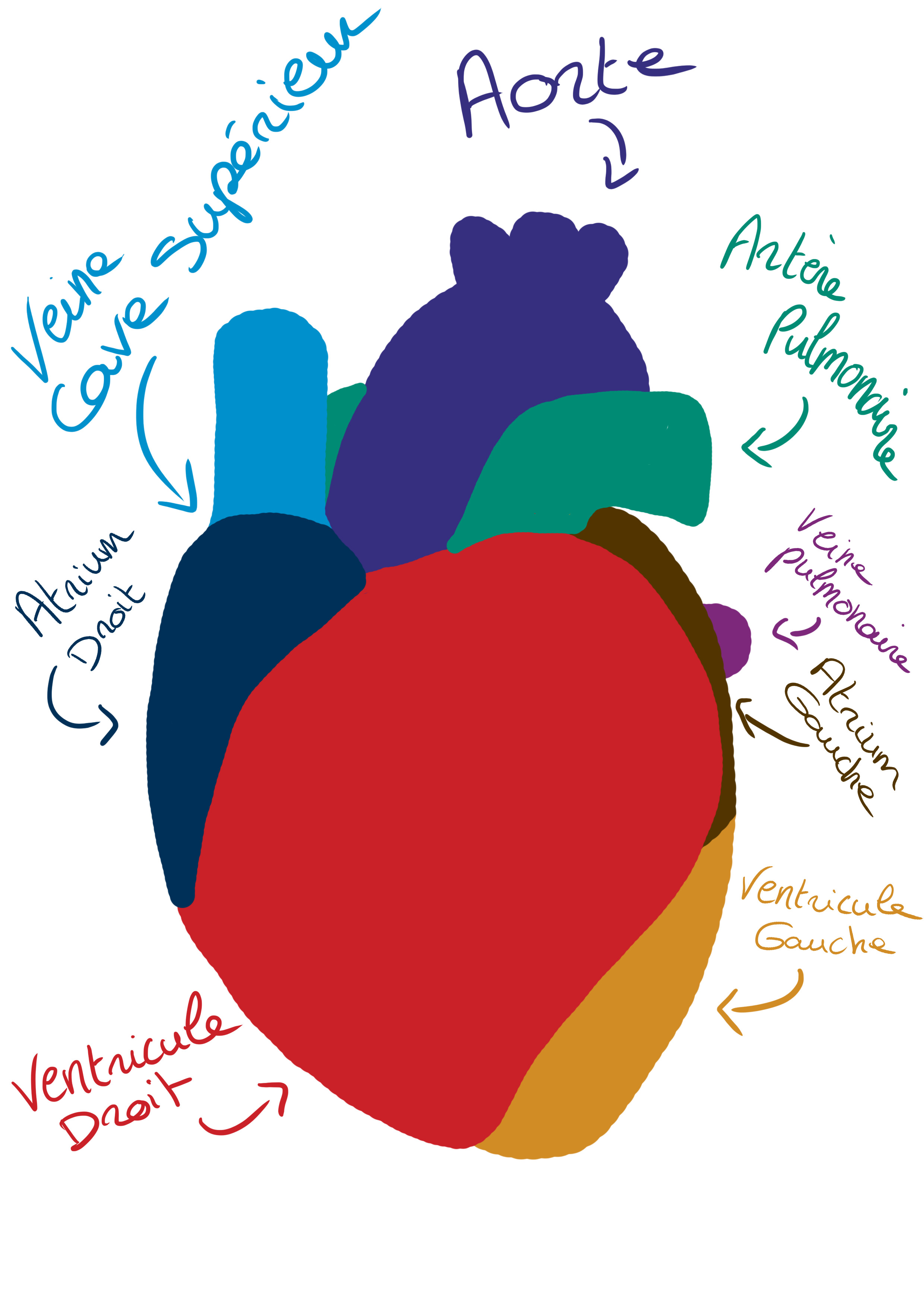 schéma explicatif des différentes parties du coeur humain