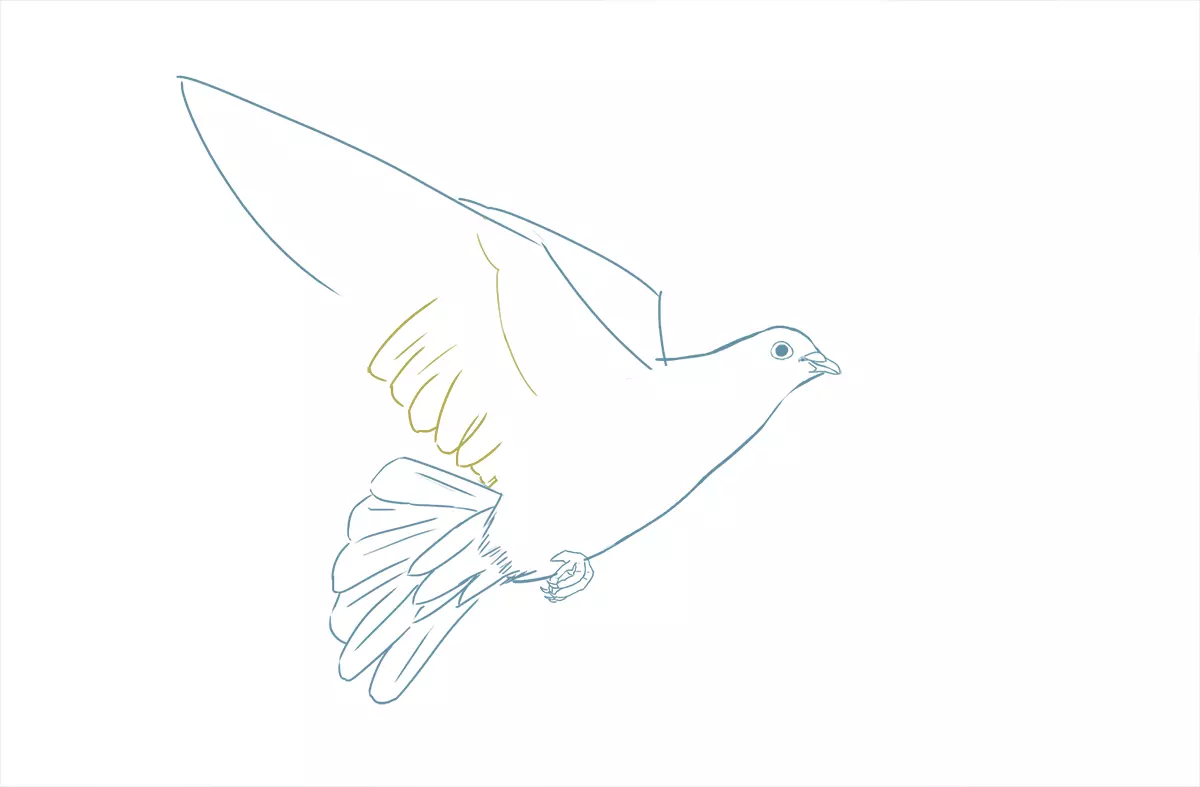 dessin des ailes d’une colombe
