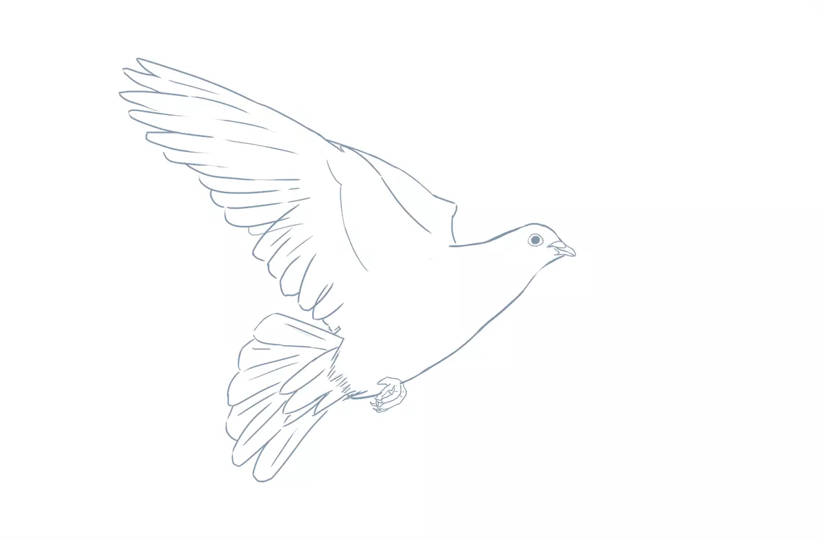dessin détaillé des ailes d’une colombe